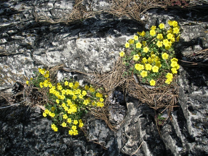 Wienerwald Frühlingsblumen 20110403