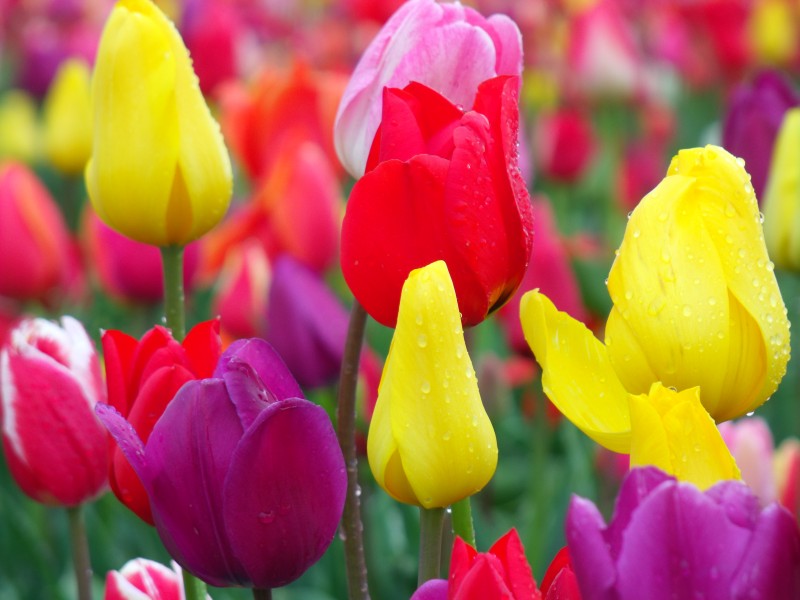 Woodburn Tulip Festival 2010 (5)