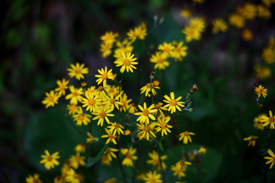 Yellow-forest-spring-wildflowers - West Virginia - ForestWander