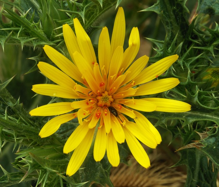 Yellow flower with critters