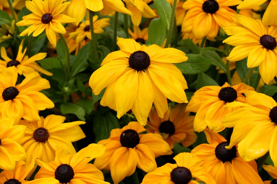 Yellow Flowers (5982179610)