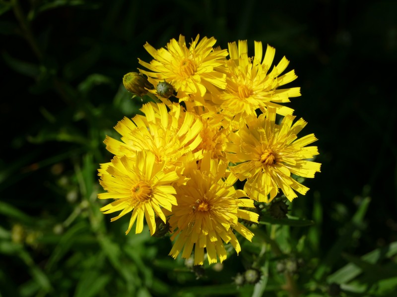 Yellow hawkweed flowers in Gåseberg