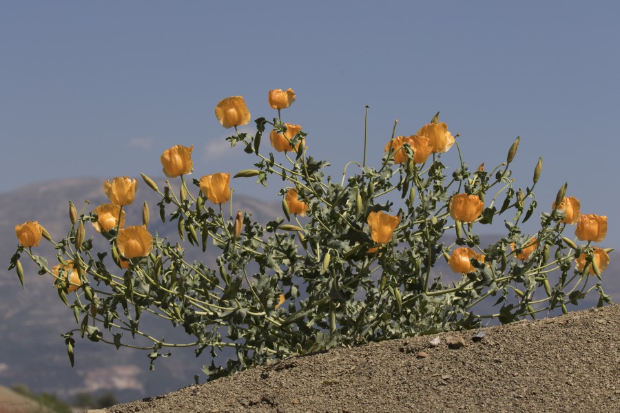 Yellow horned poppies - Glaucium sp 12