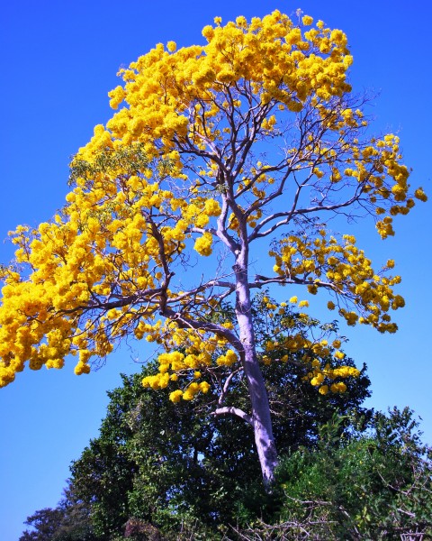 YellowTreeBoca