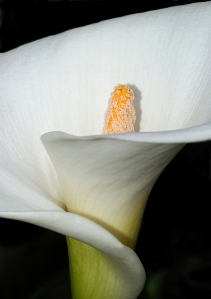 Zantedeschia January 2012-1a