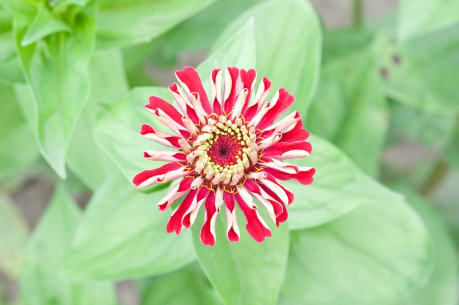 Zinnia (3728330212)