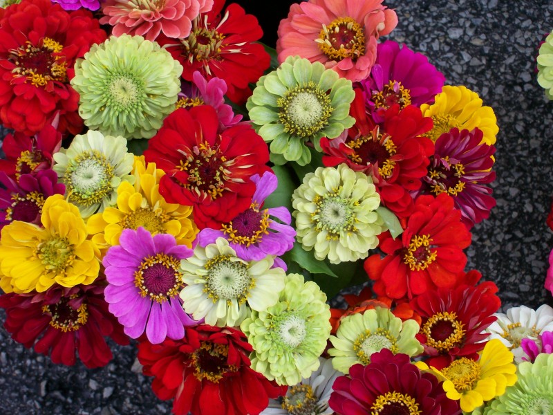 Zinnia bunch