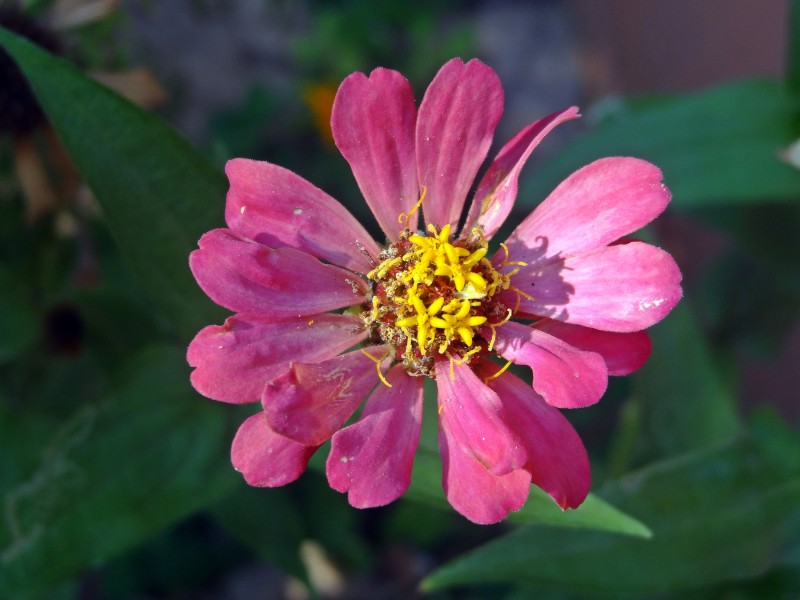 Zinnia flower in jaffna