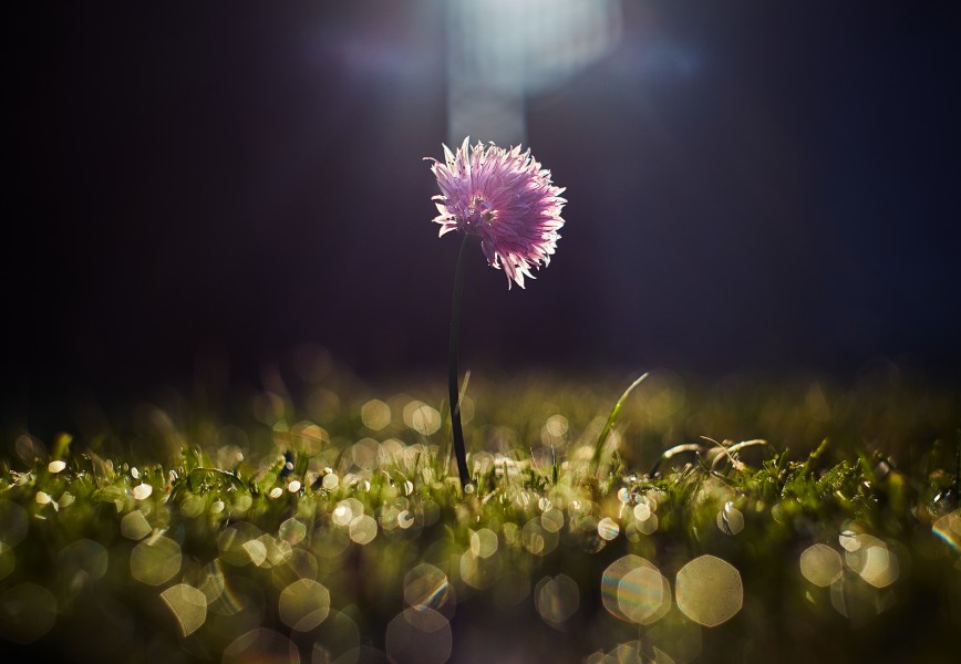Zoltan Tasi 2017-05-31 (Unsplash)