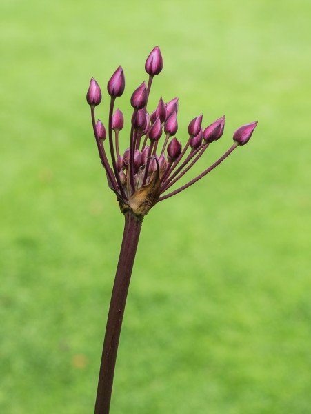 Zwanenbloem (Butomus umbellatus) 01