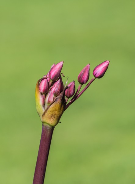 Zwanenbloem (Butomus umbellatus) 03