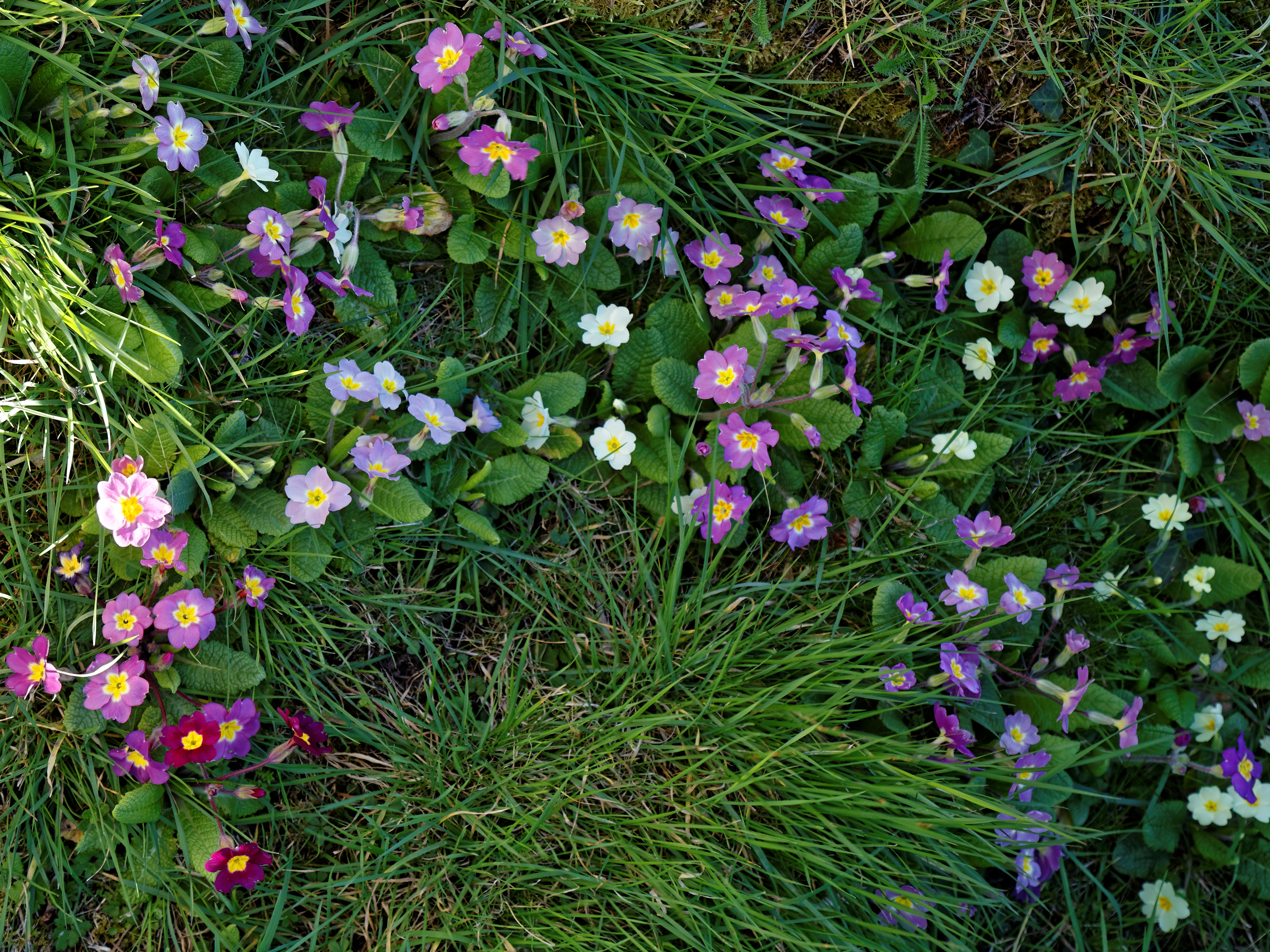 Primrose primula cultivars in Great Canfield churchyard, Essex, England 02