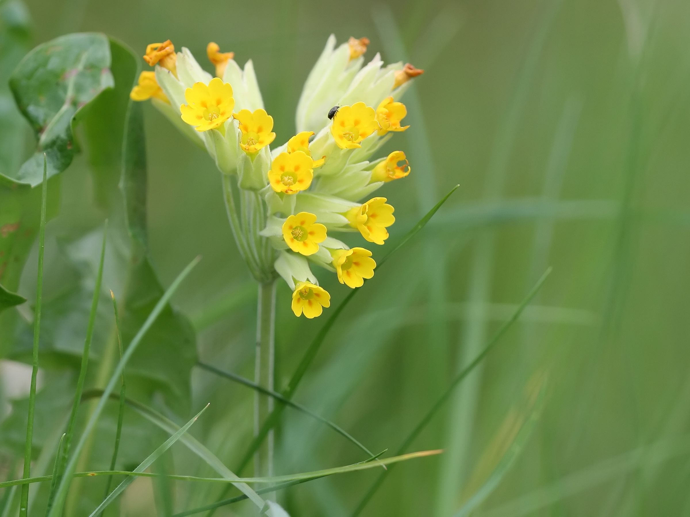 Primula veris