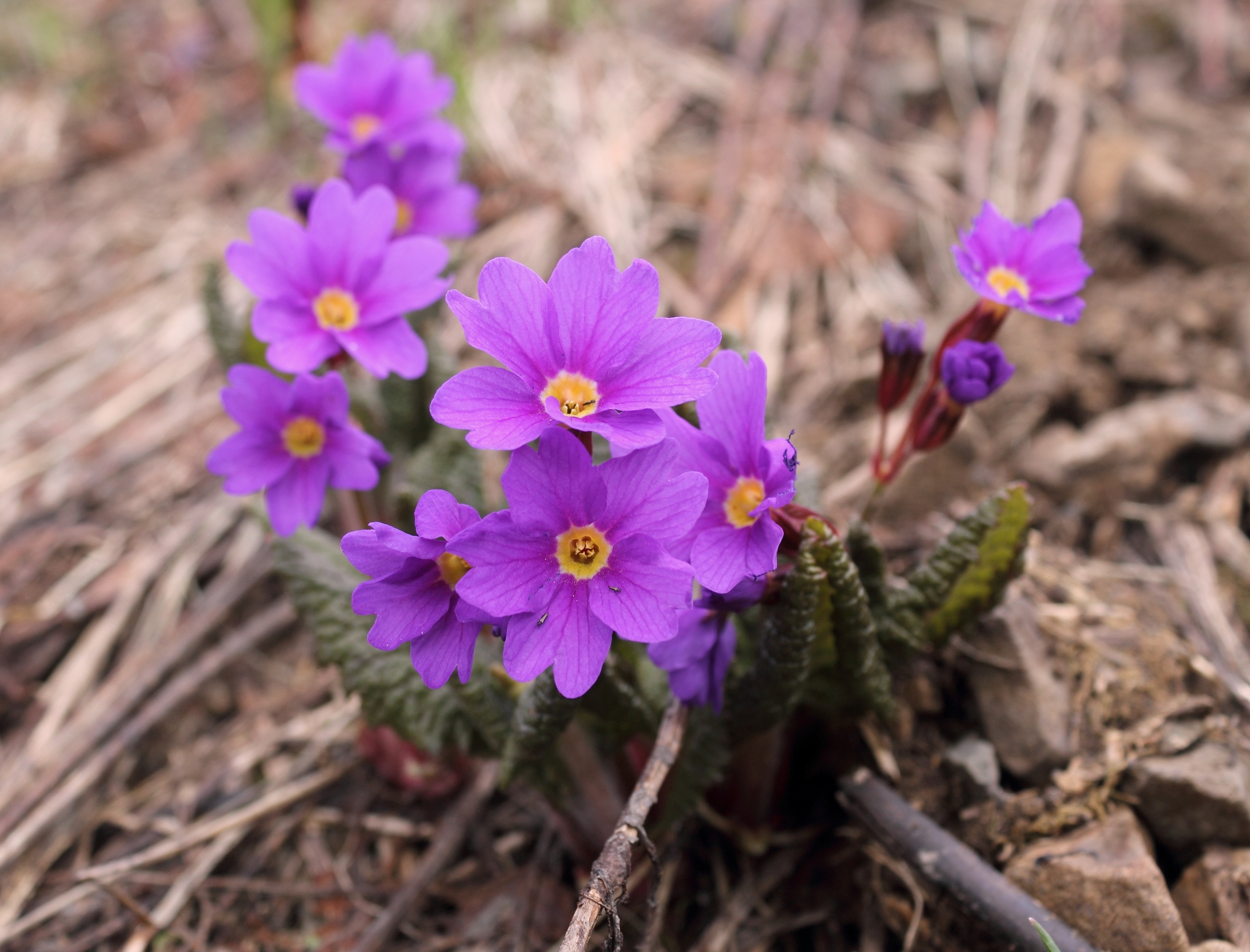 Primula woronowii