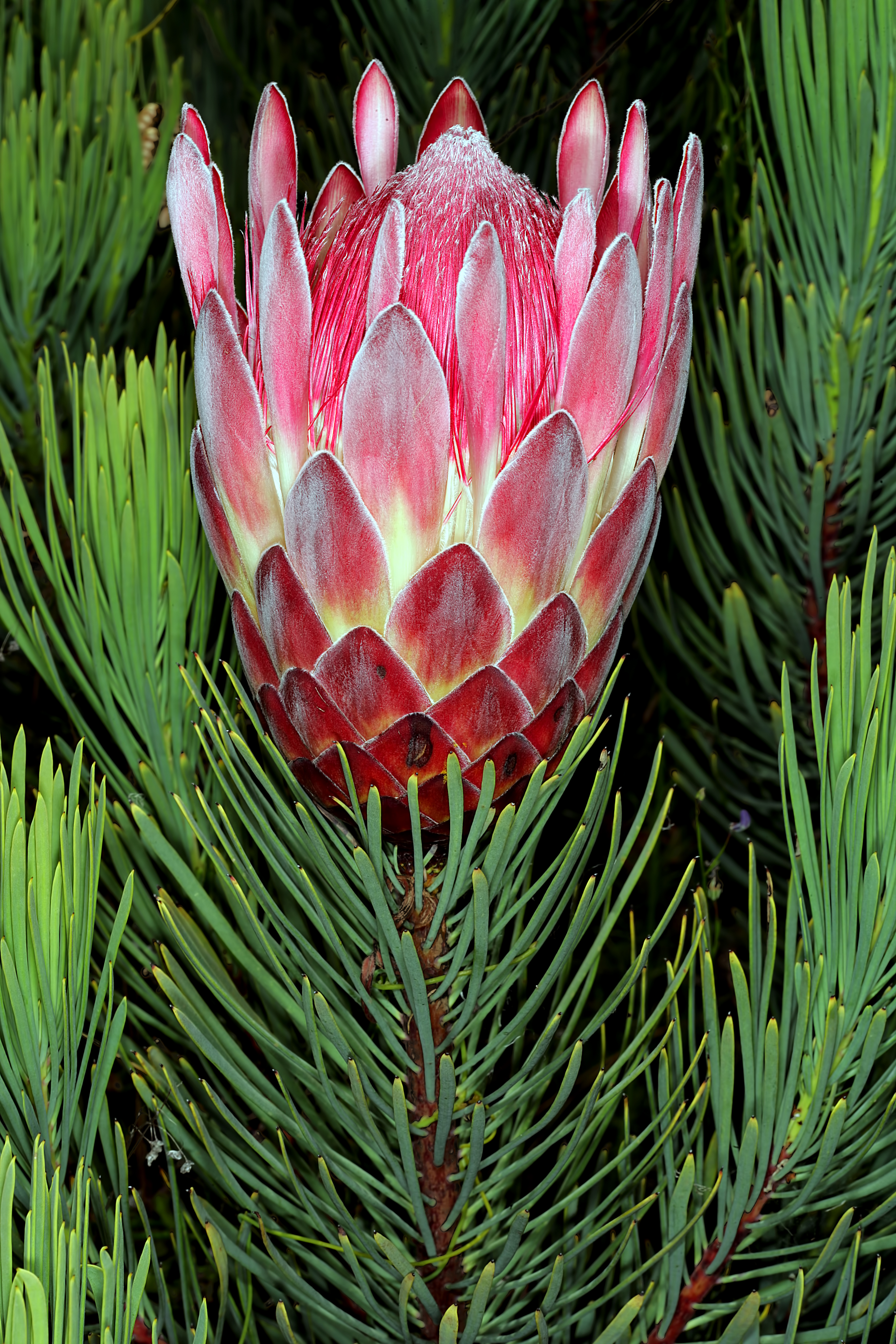 Protea aristata 1DS-II 1-C4962