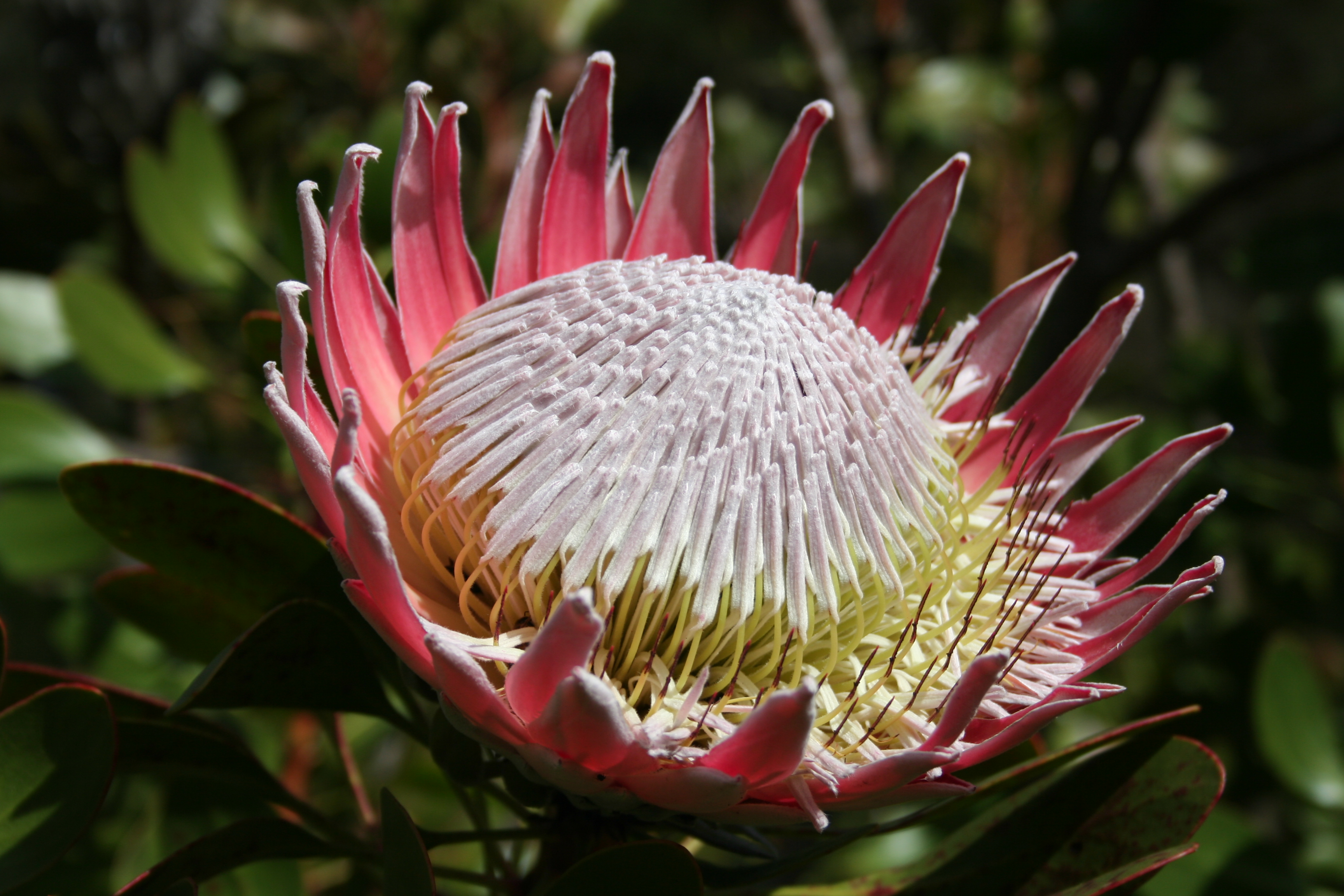 Protea cynaroides MS 9113