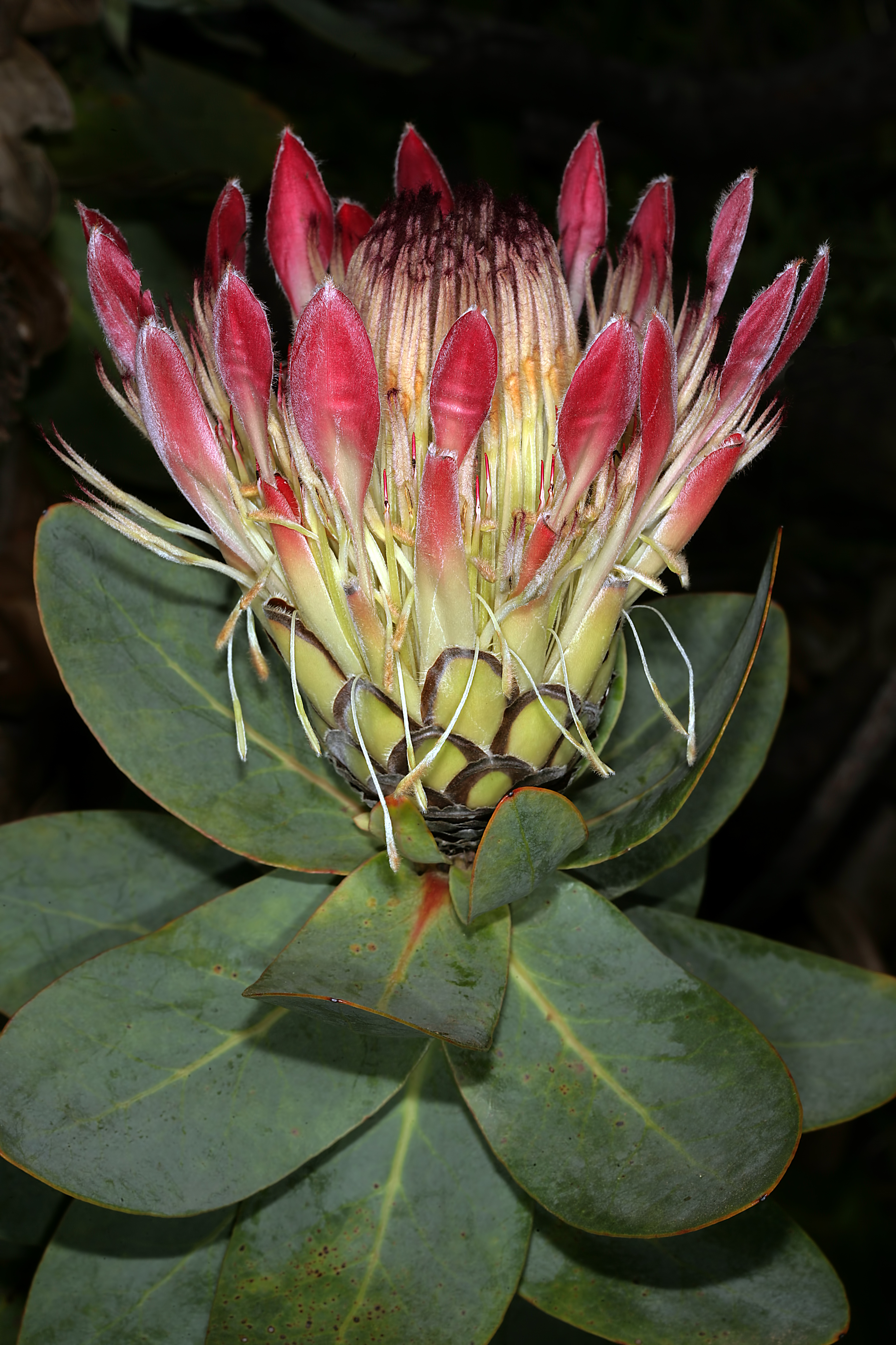 Protea eximia 1DS-II 1-C4665