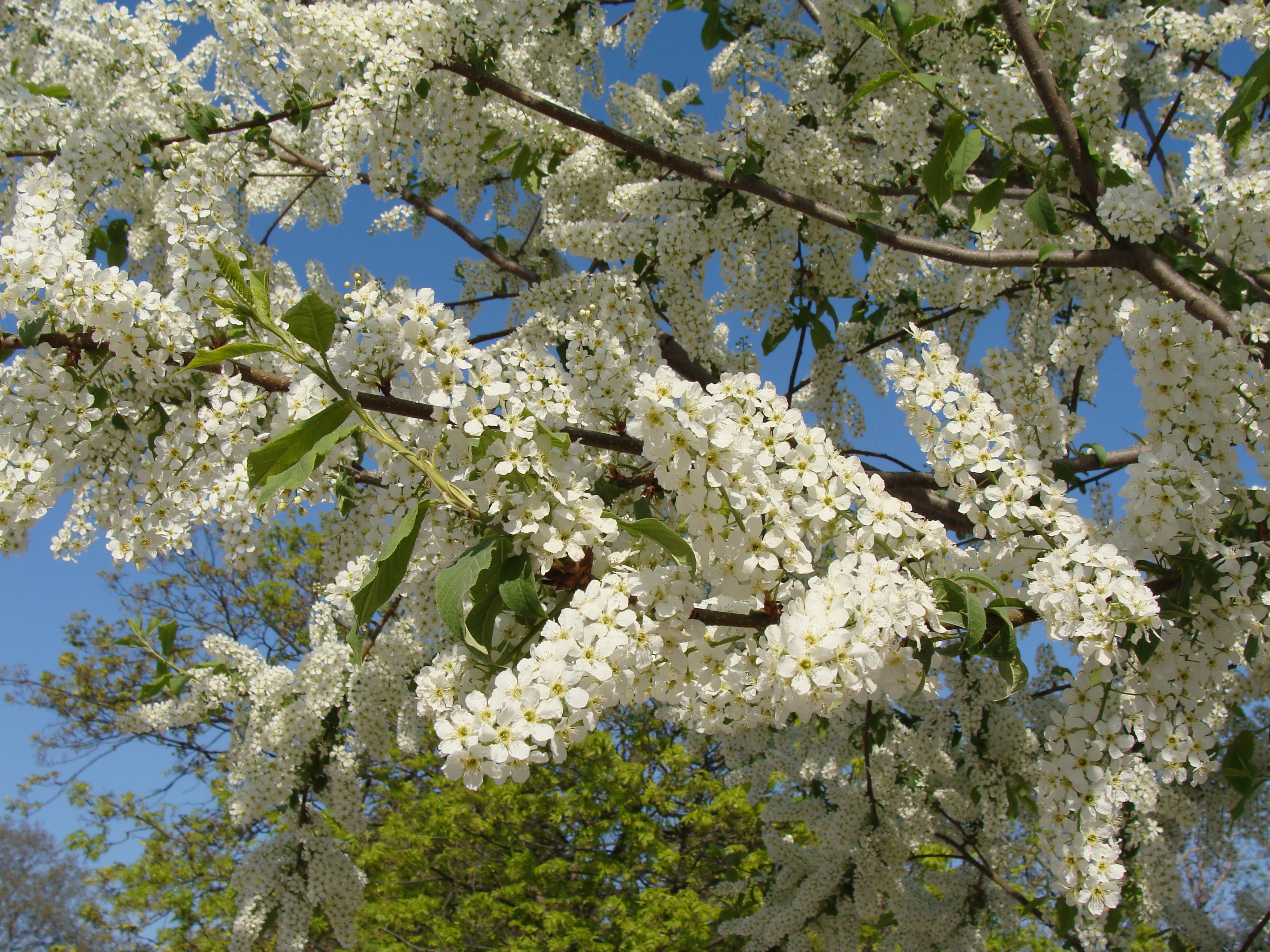 Prunmaa