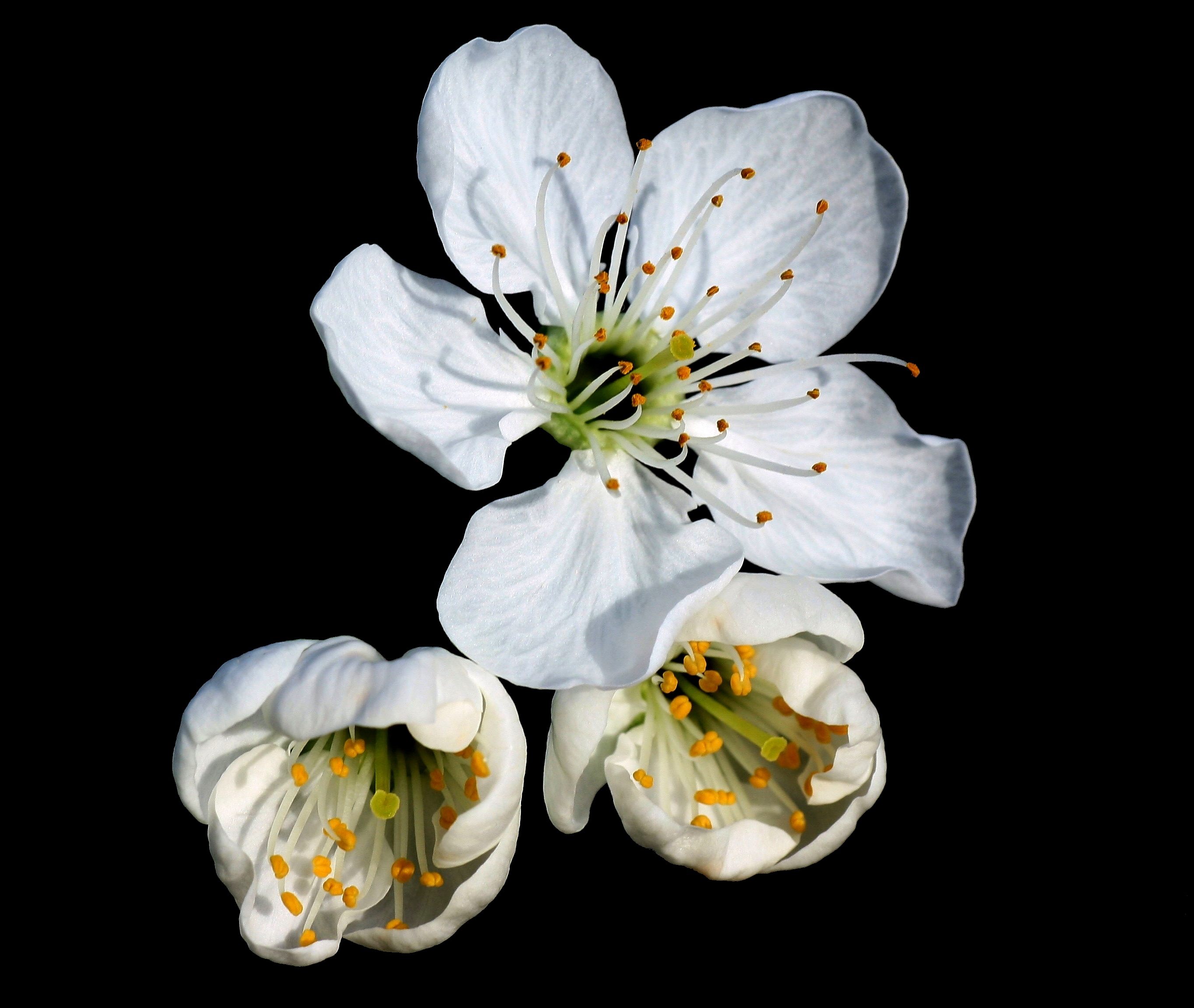 Prunus cerasus blossom am