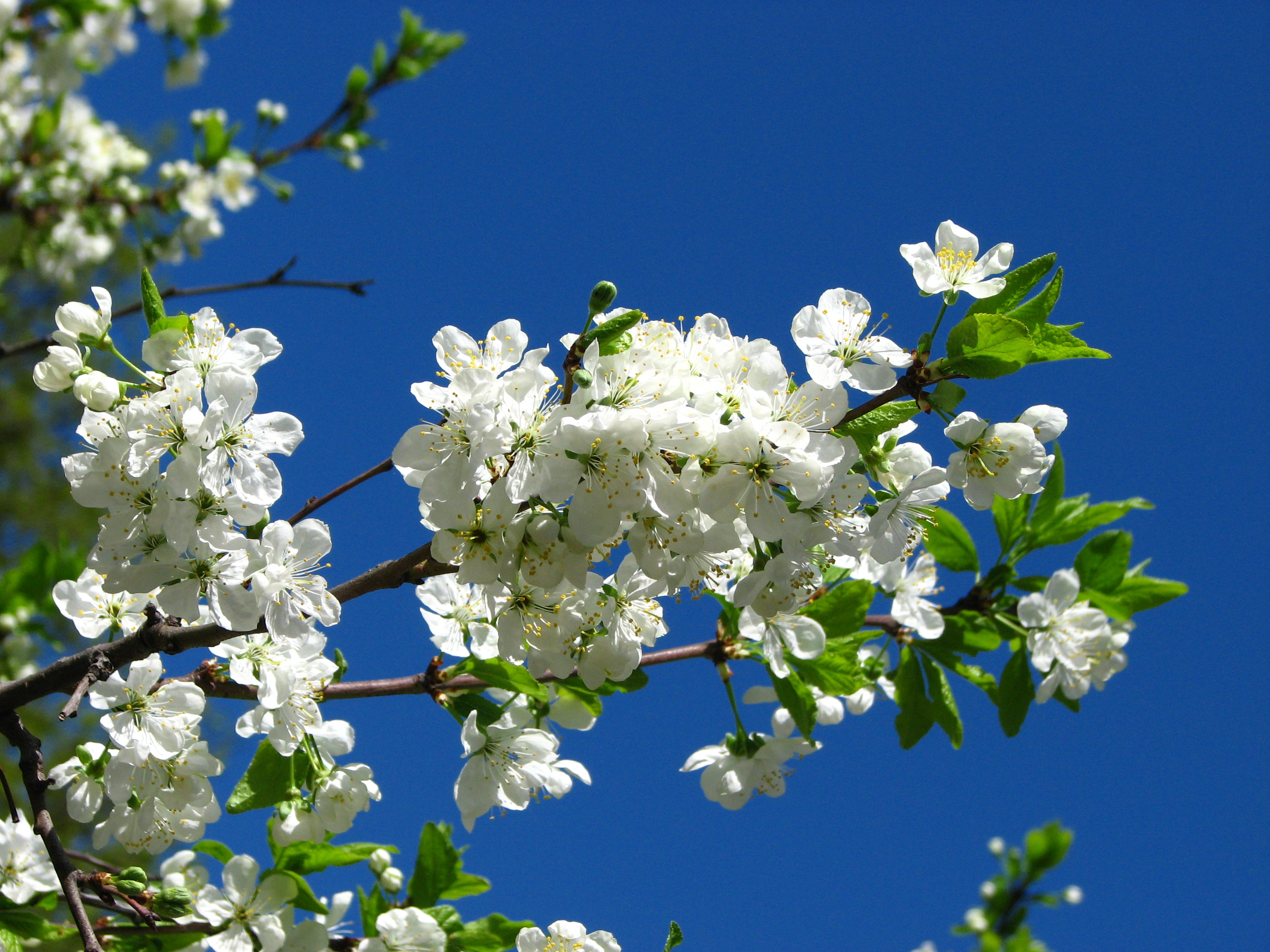 Prunus domest.01