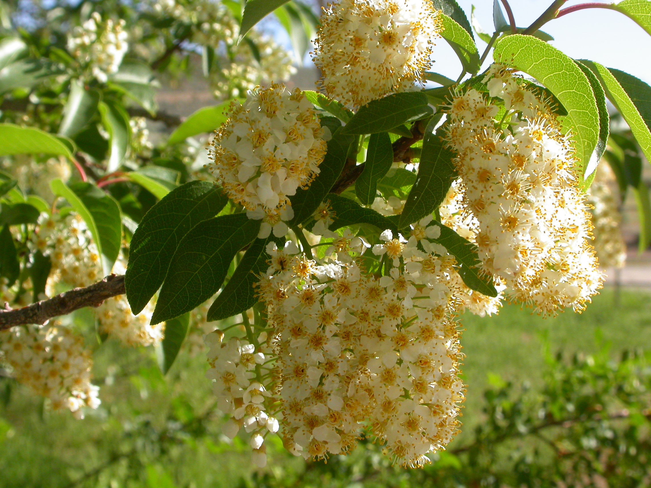 Prunus virginiana (5069720552)