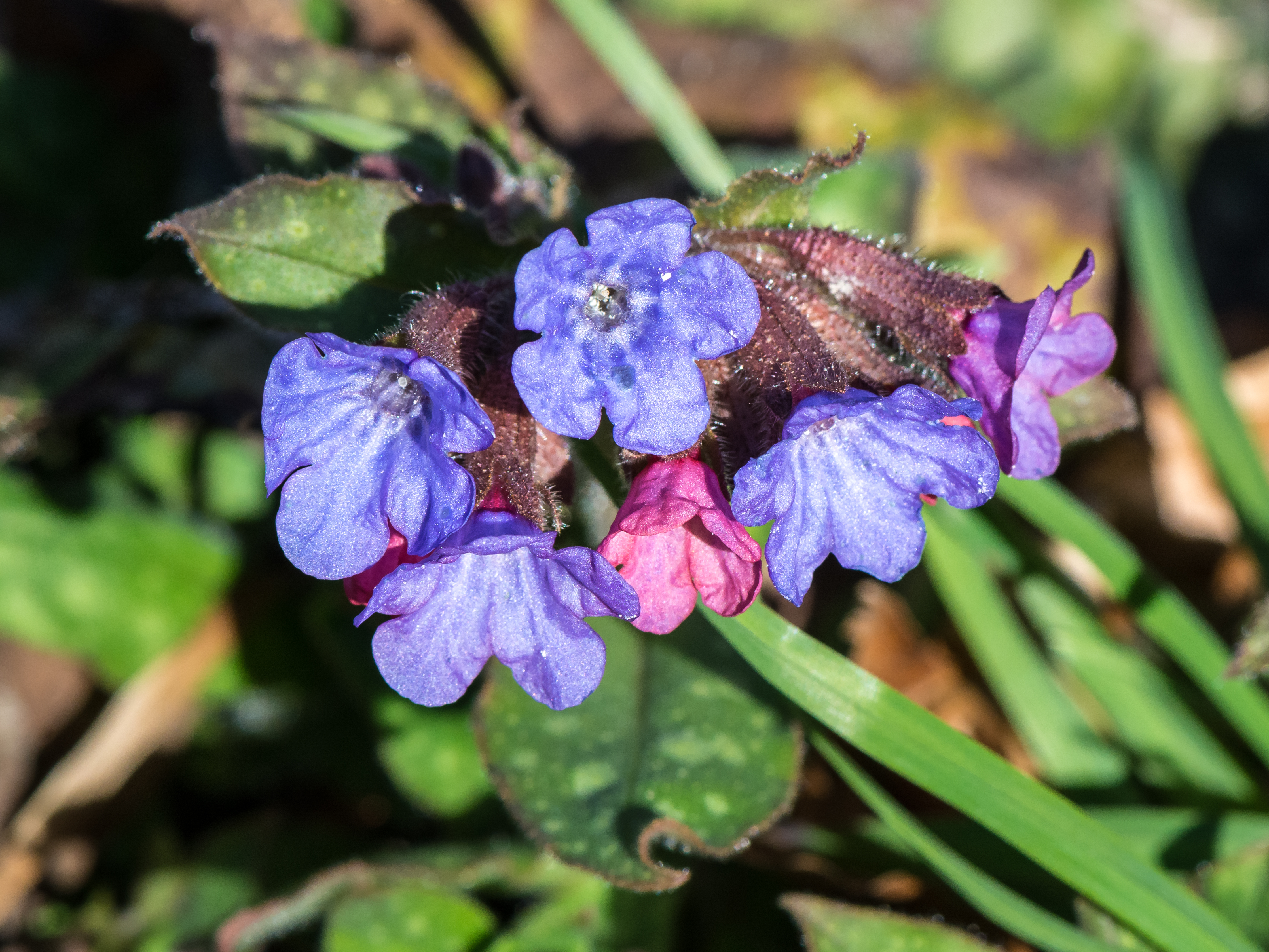 Pulmonaria officinalis 20180402