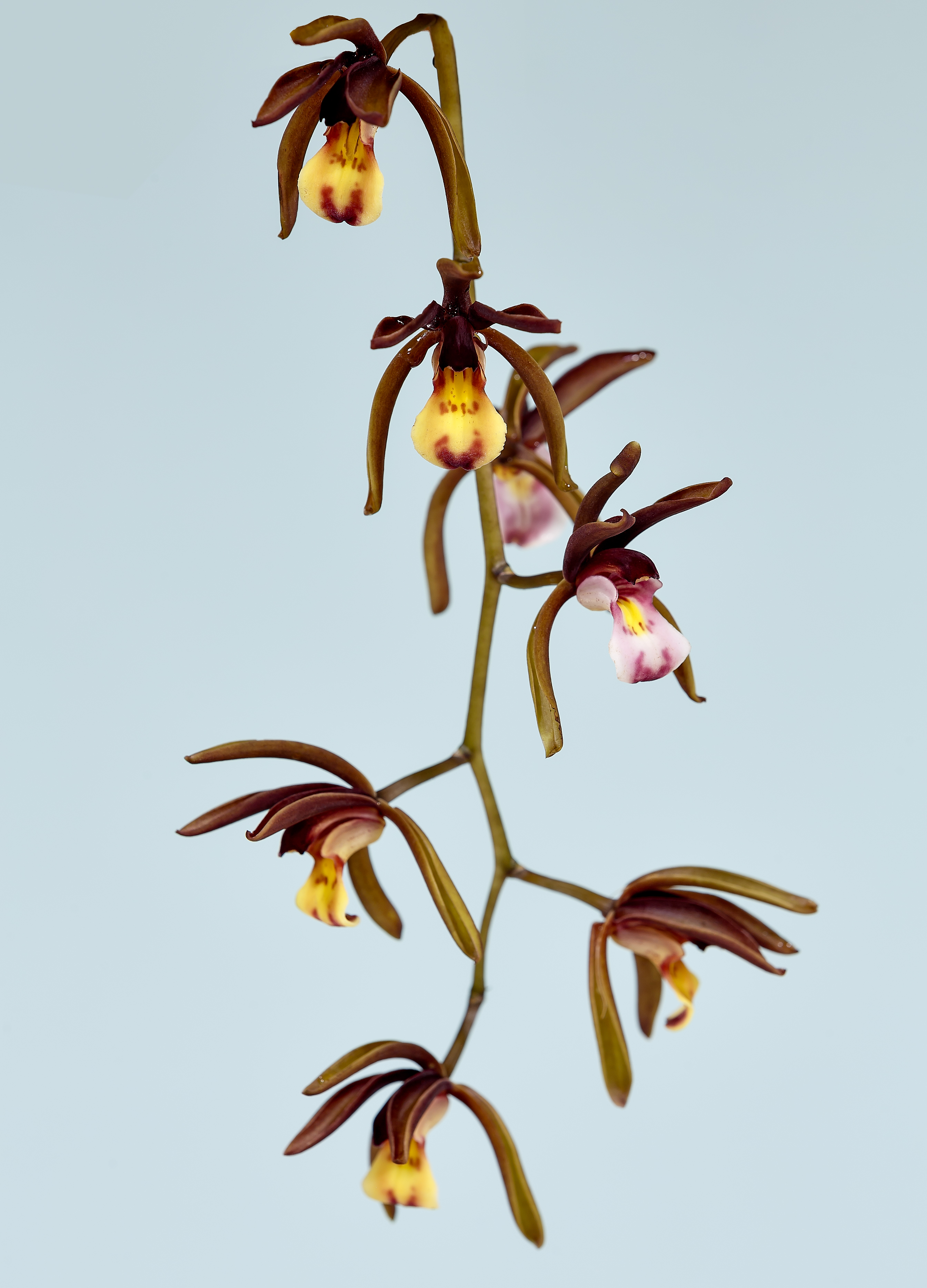 Pulong Sabah Orchid-Cymbidium-atropurpureum-01