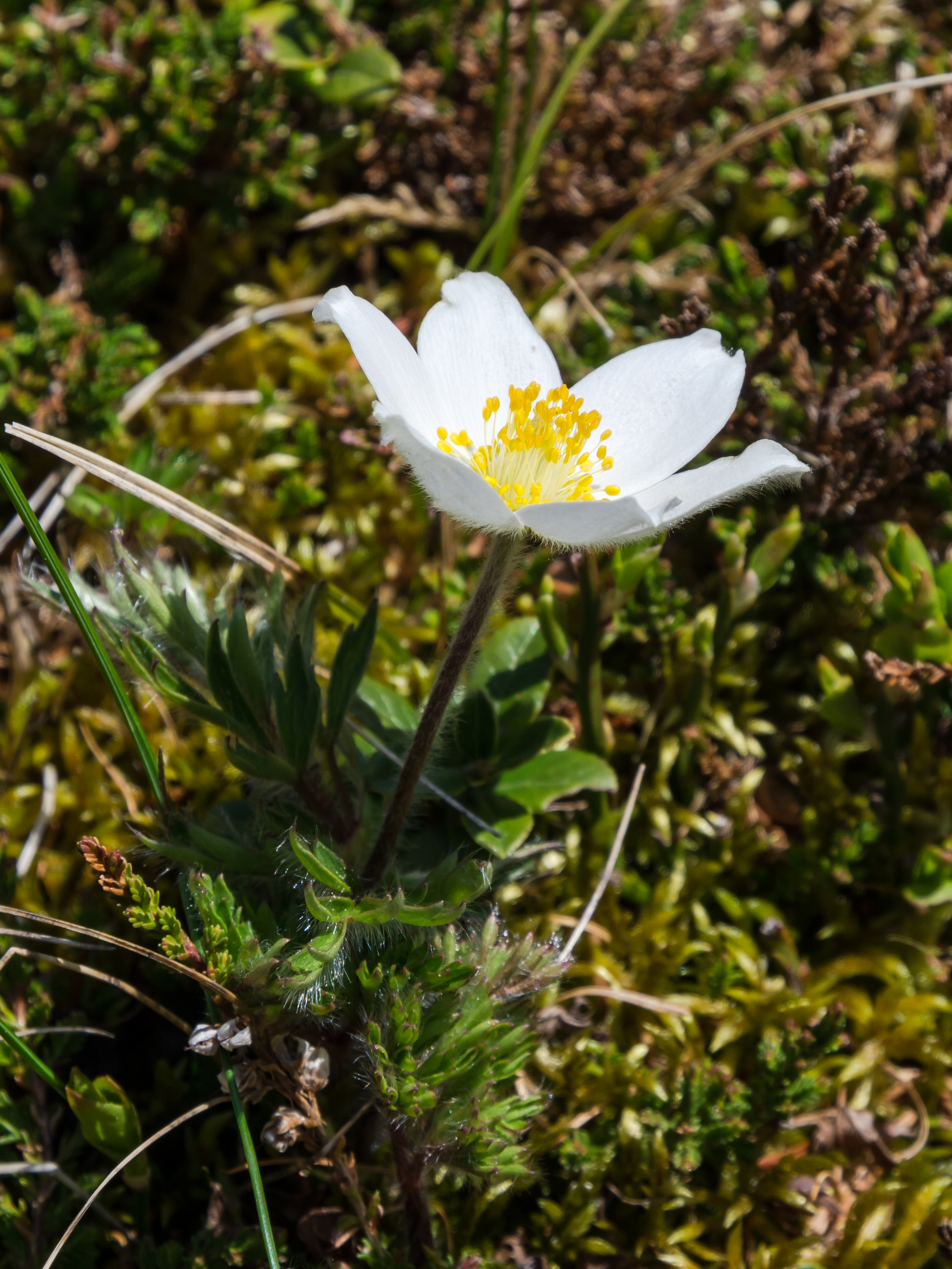 Pulsatilla alpina subsp. austriaca Seckau 20160528 01