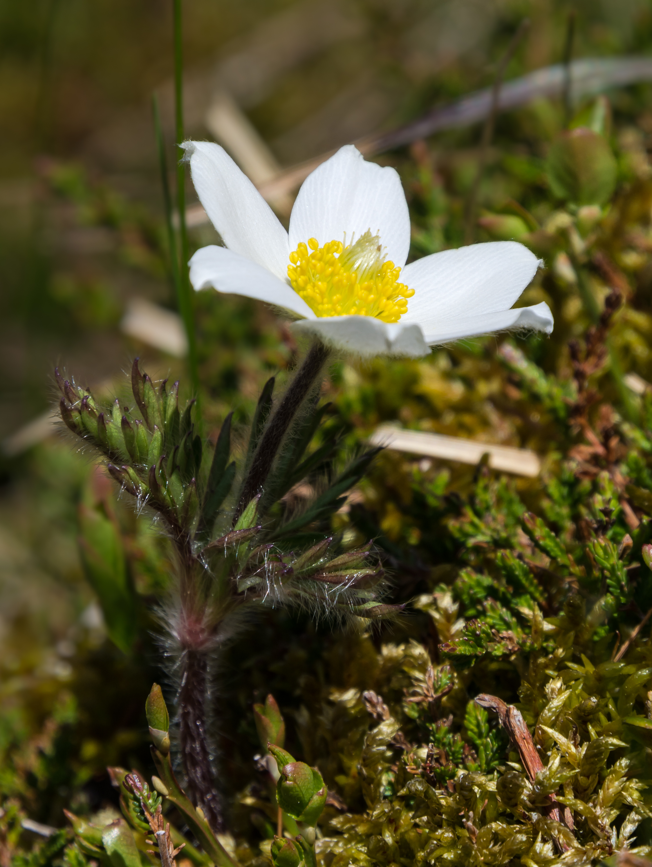 Pulsatilla alpina subsp. austriaca Seckau 20160528 02