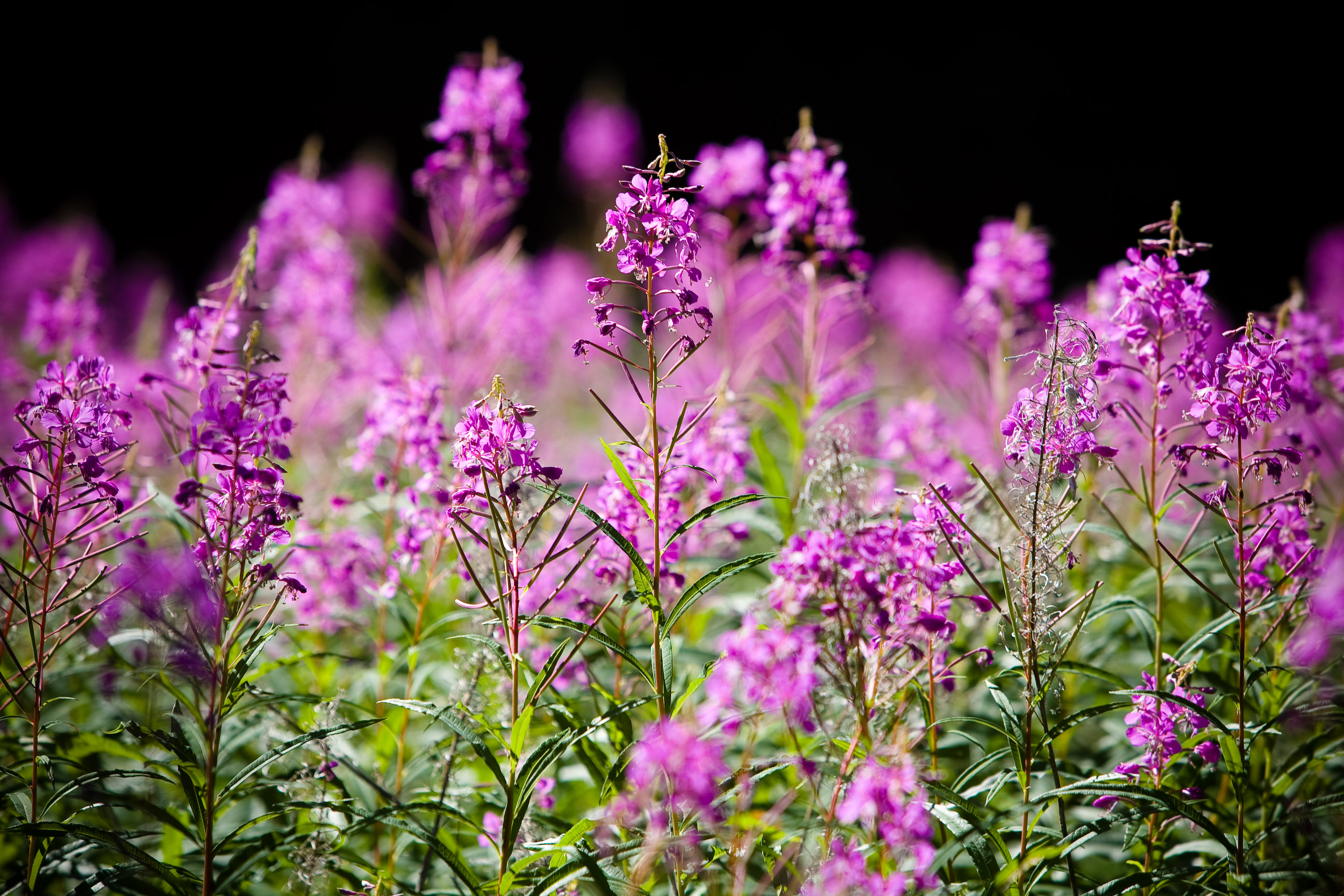 Purple Bokeh (2674413005)