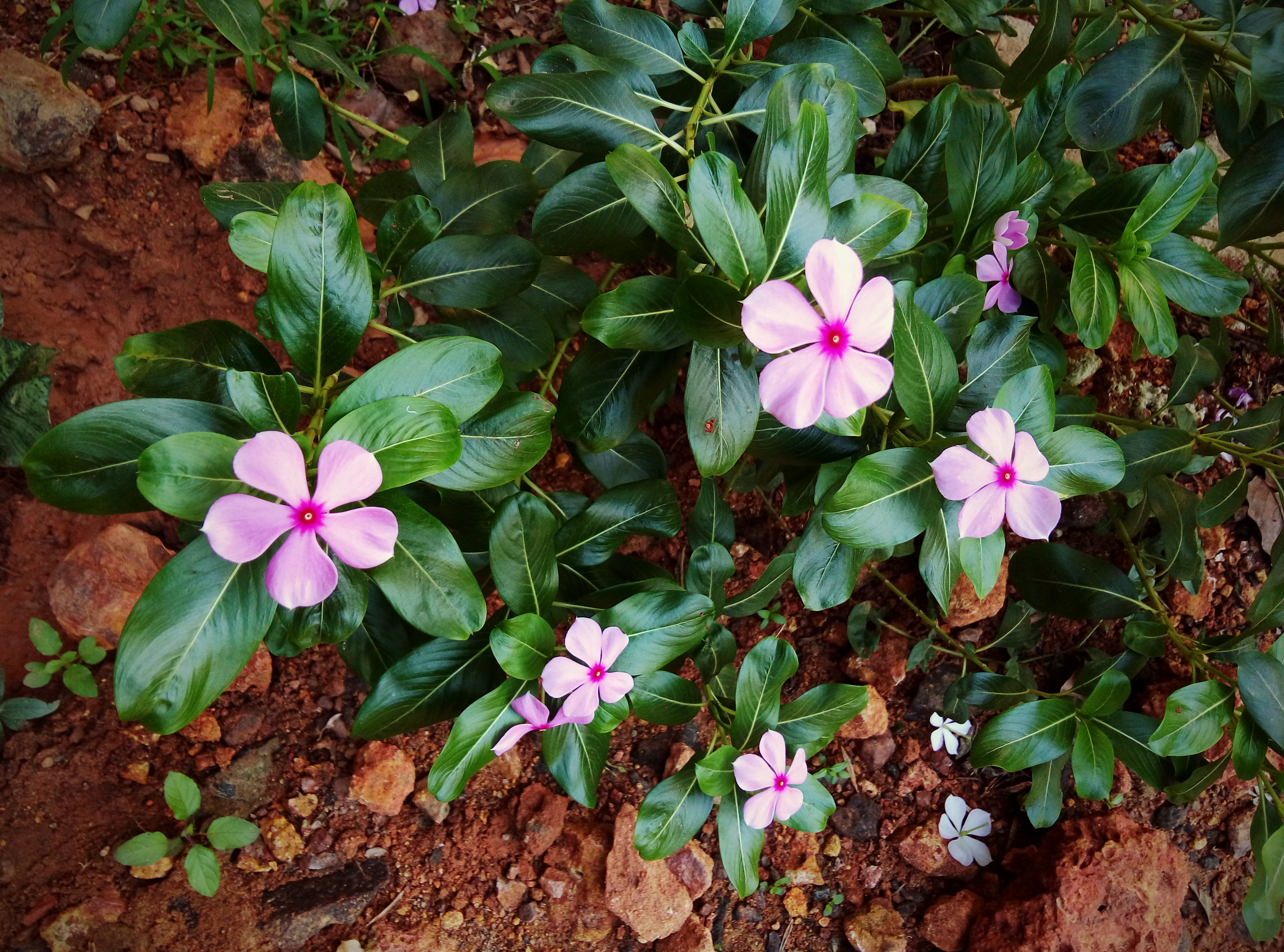 Purple Catharanthus roseus by sankar - 1