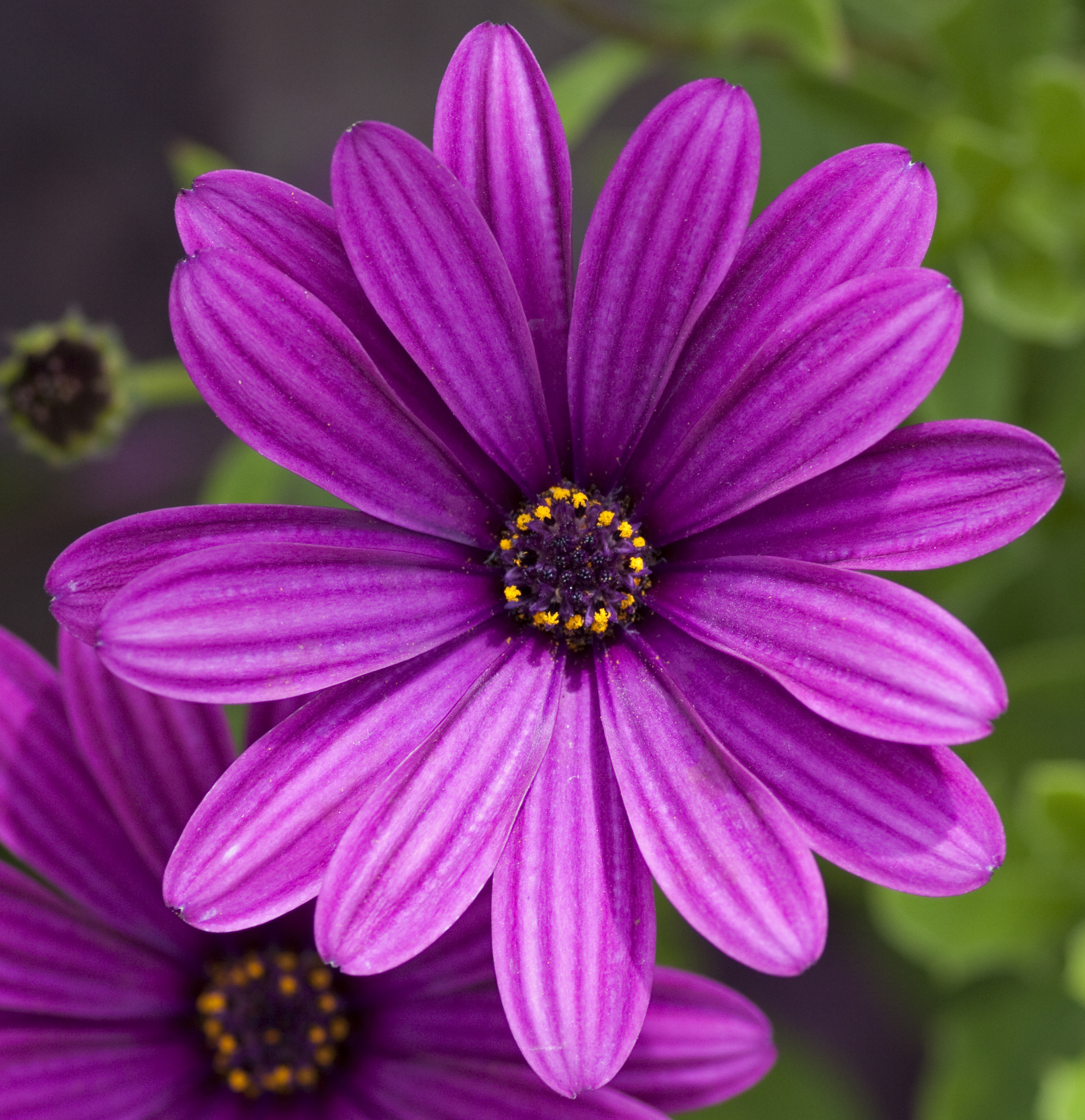 Purple flower (4764445139)