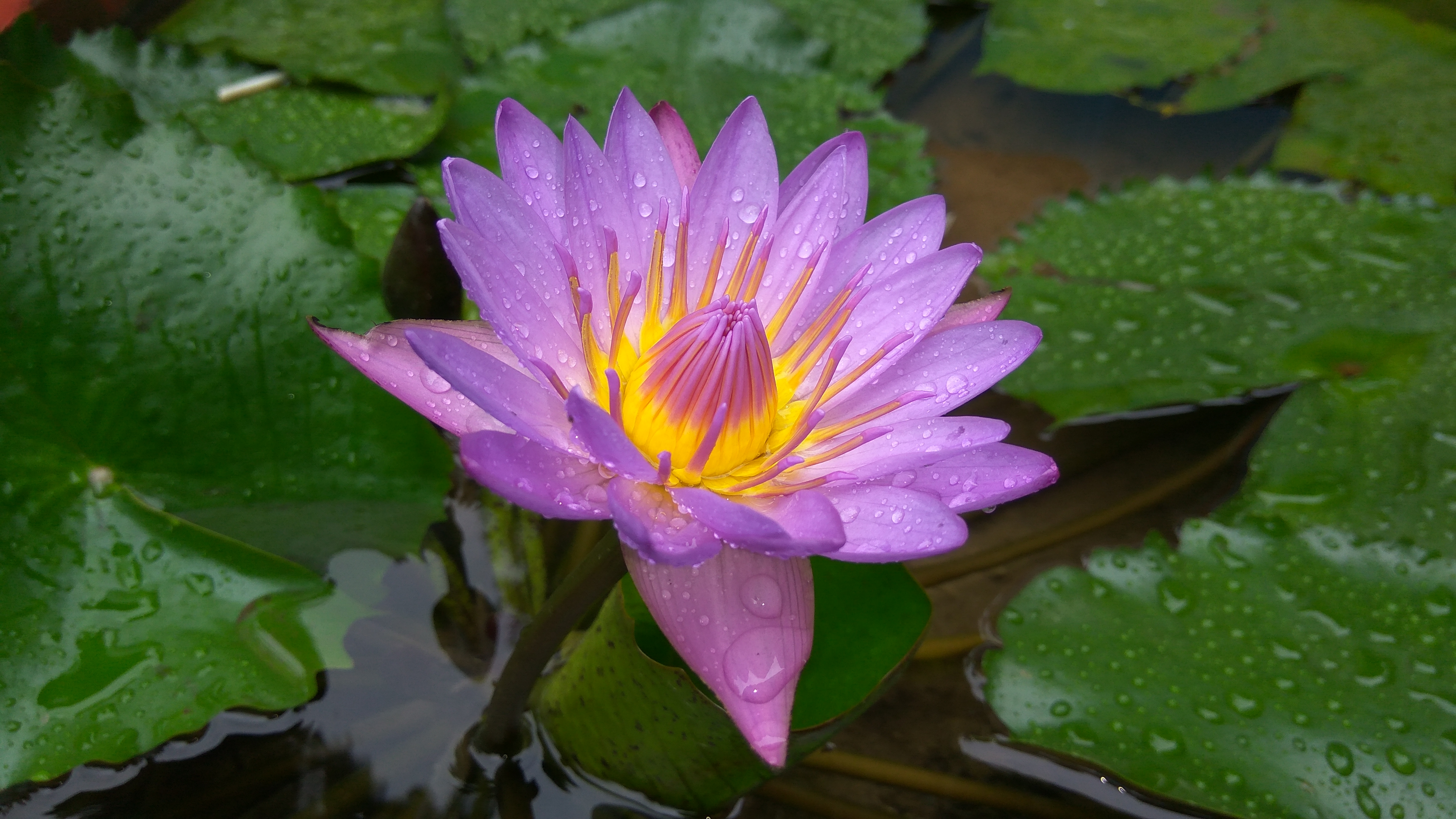 Purple Flower Nepal