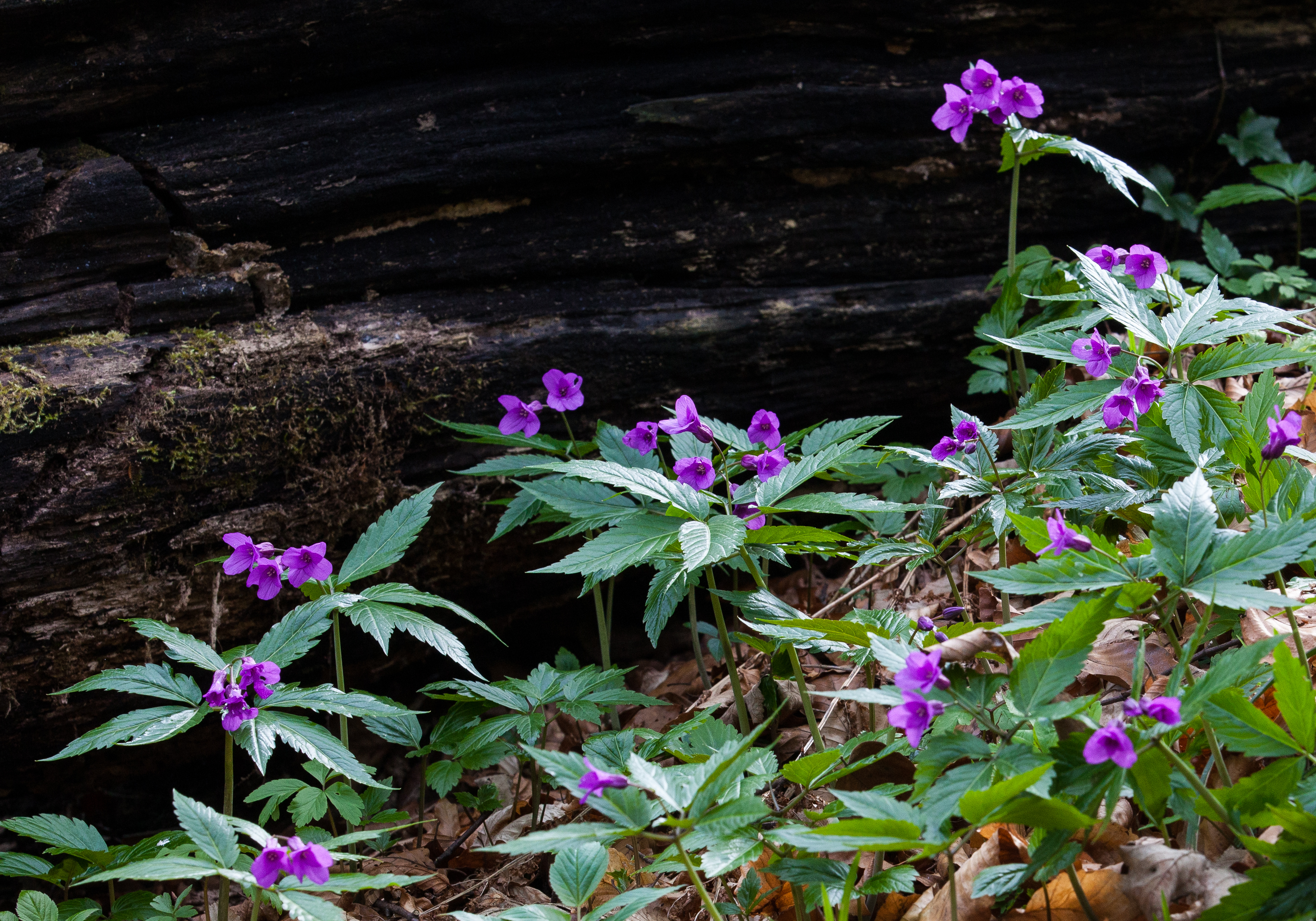 purple flowers in a forest in Lviv region of Ukraine in March 2014, picture 4/4
