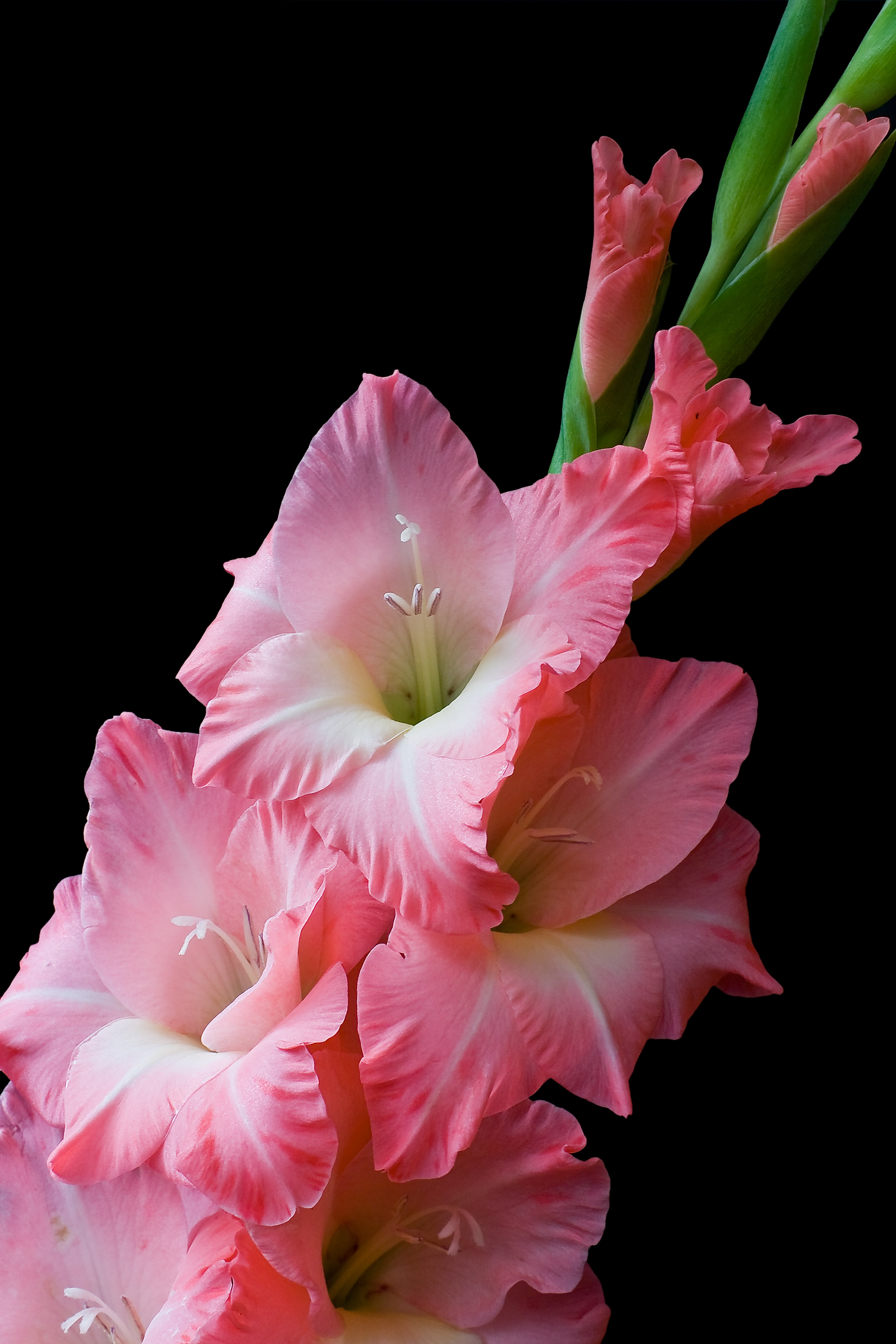 Purple Gladioli