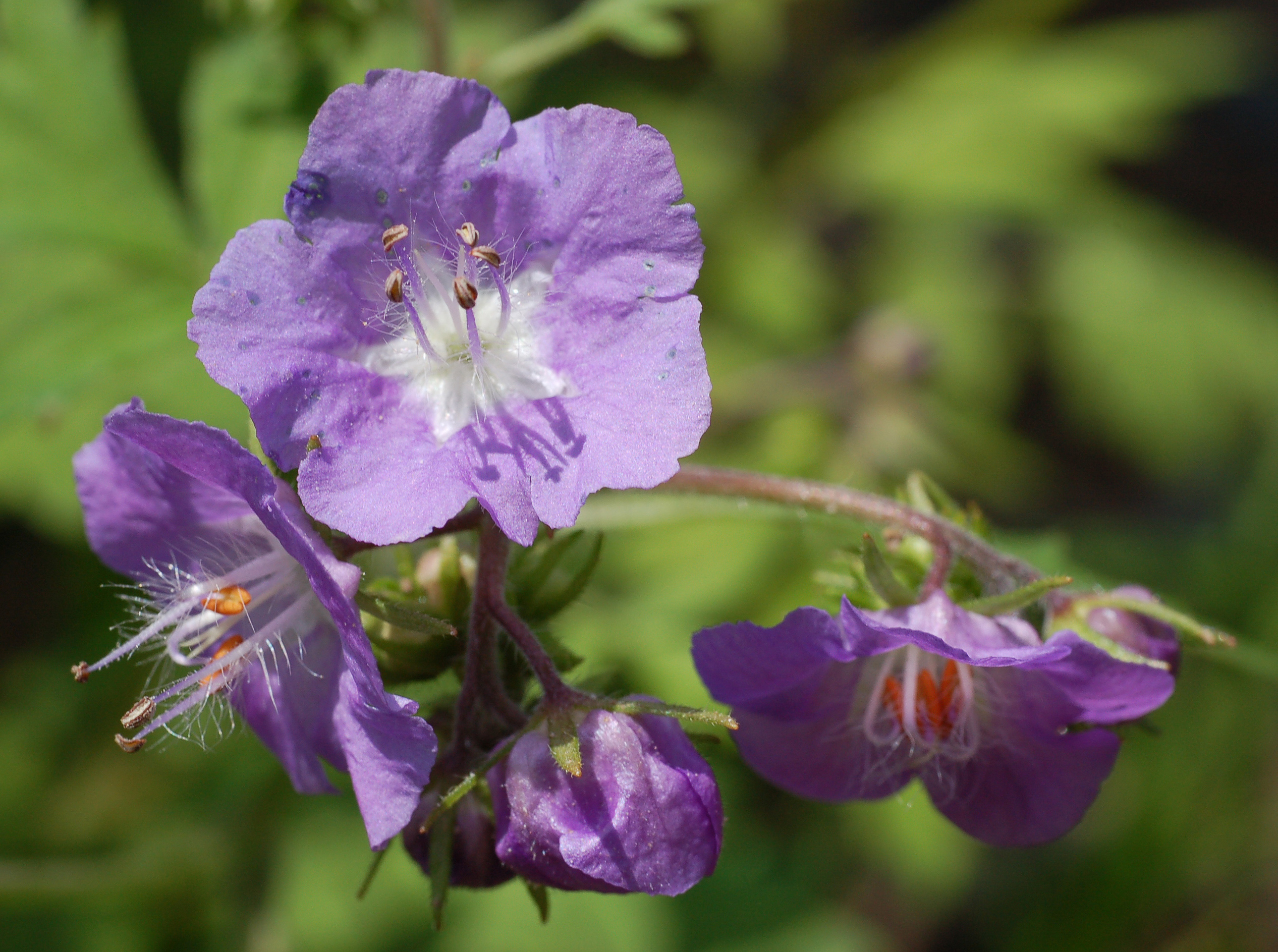 Purple Phacelia Phacelia bipinnatifida Flowers 2533px