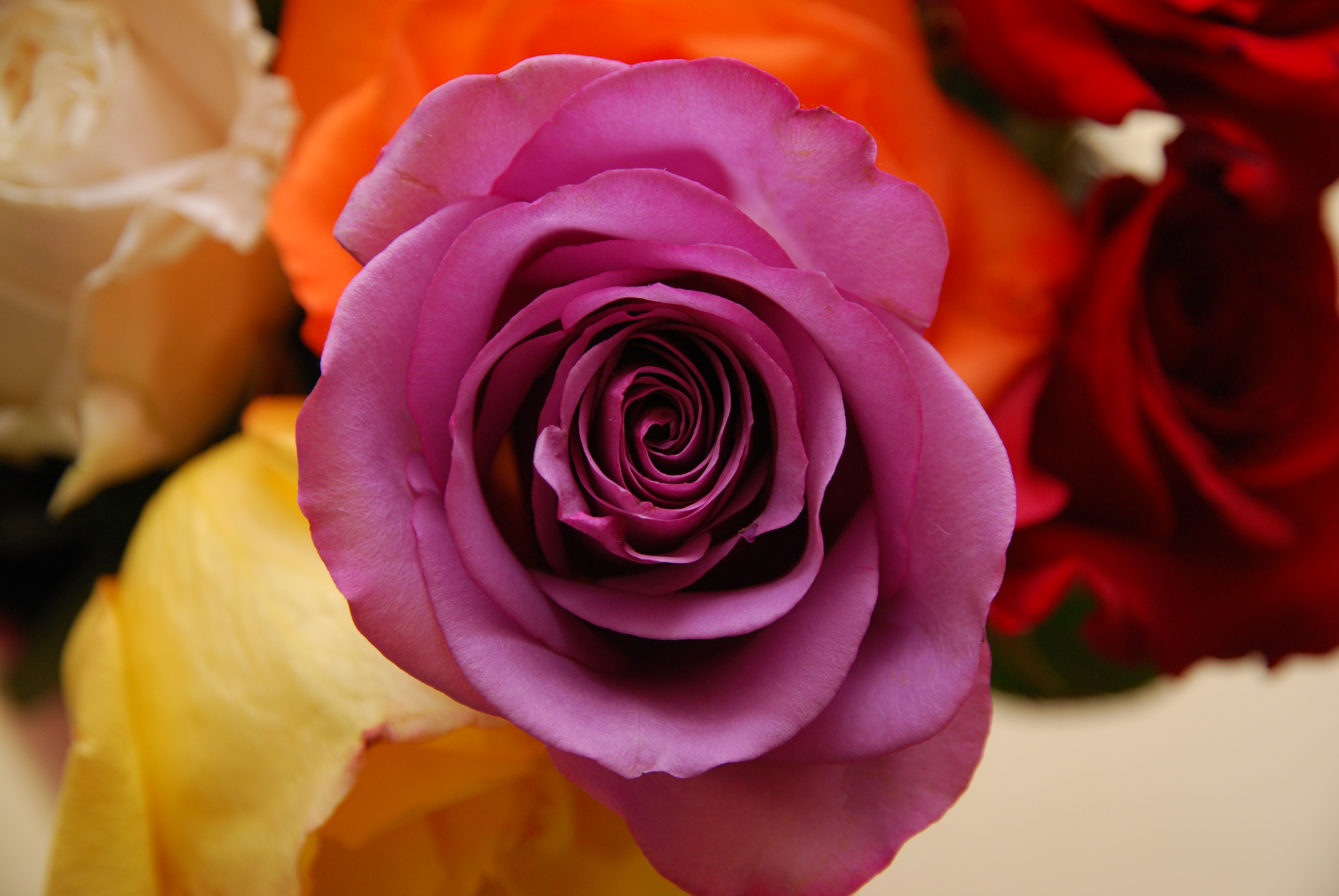 Purple Rose2