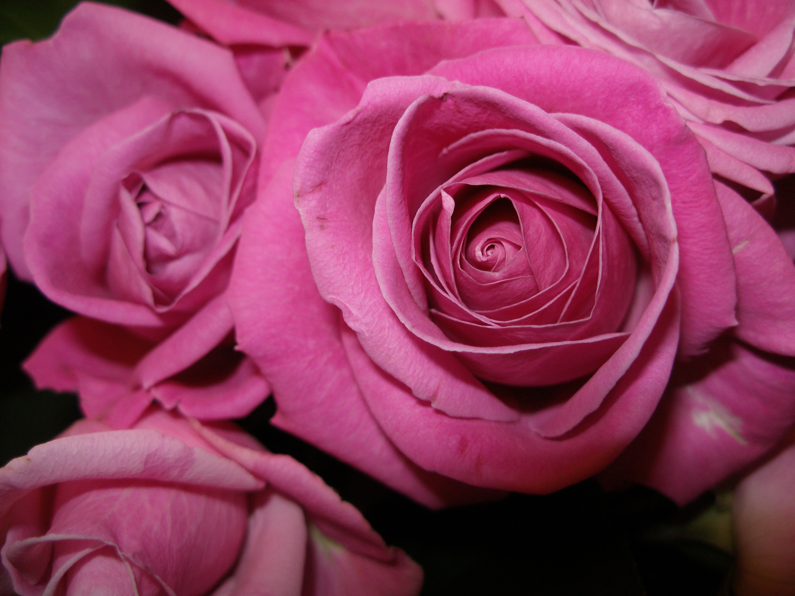 Purple Rose6