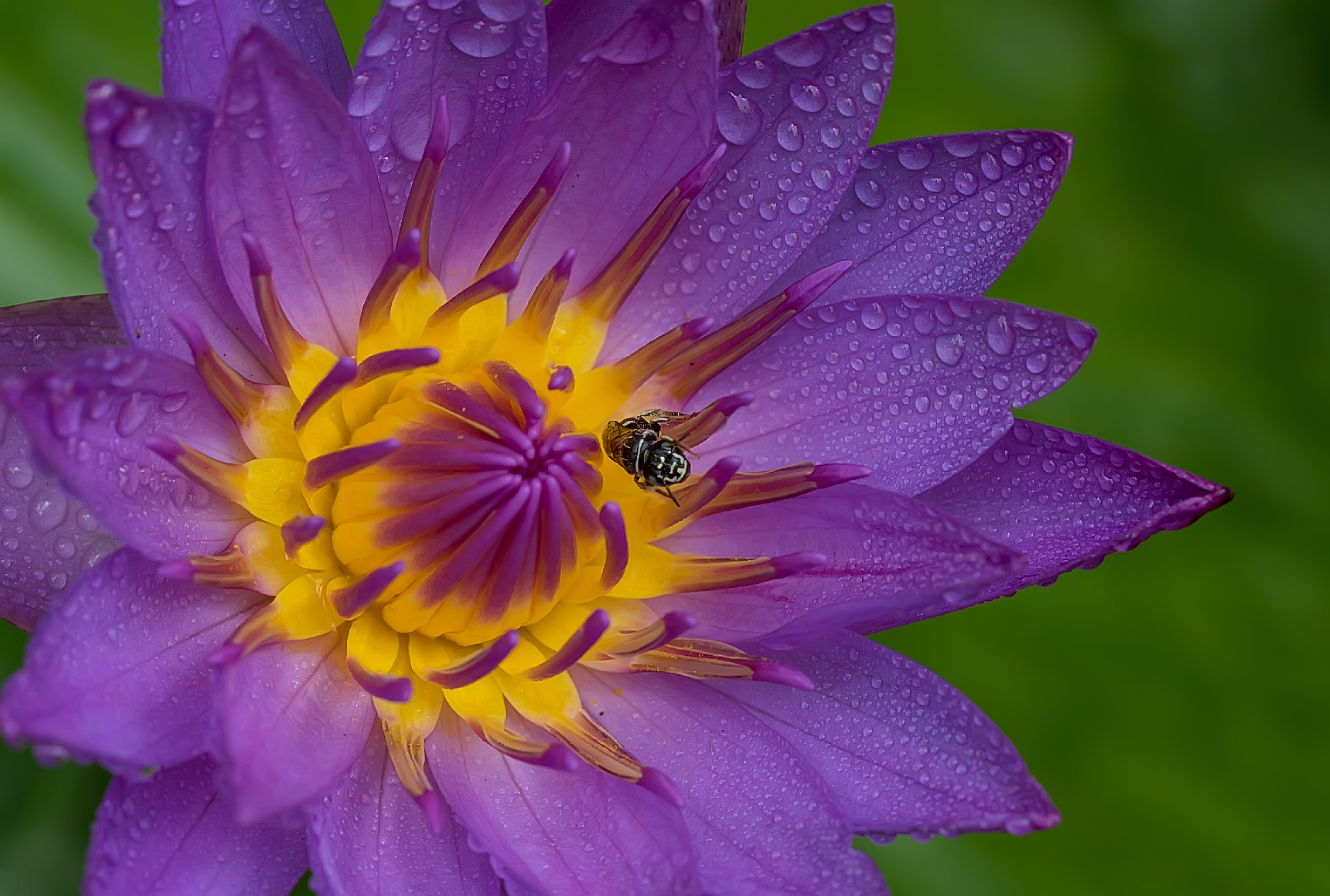 Purple water lily with fly