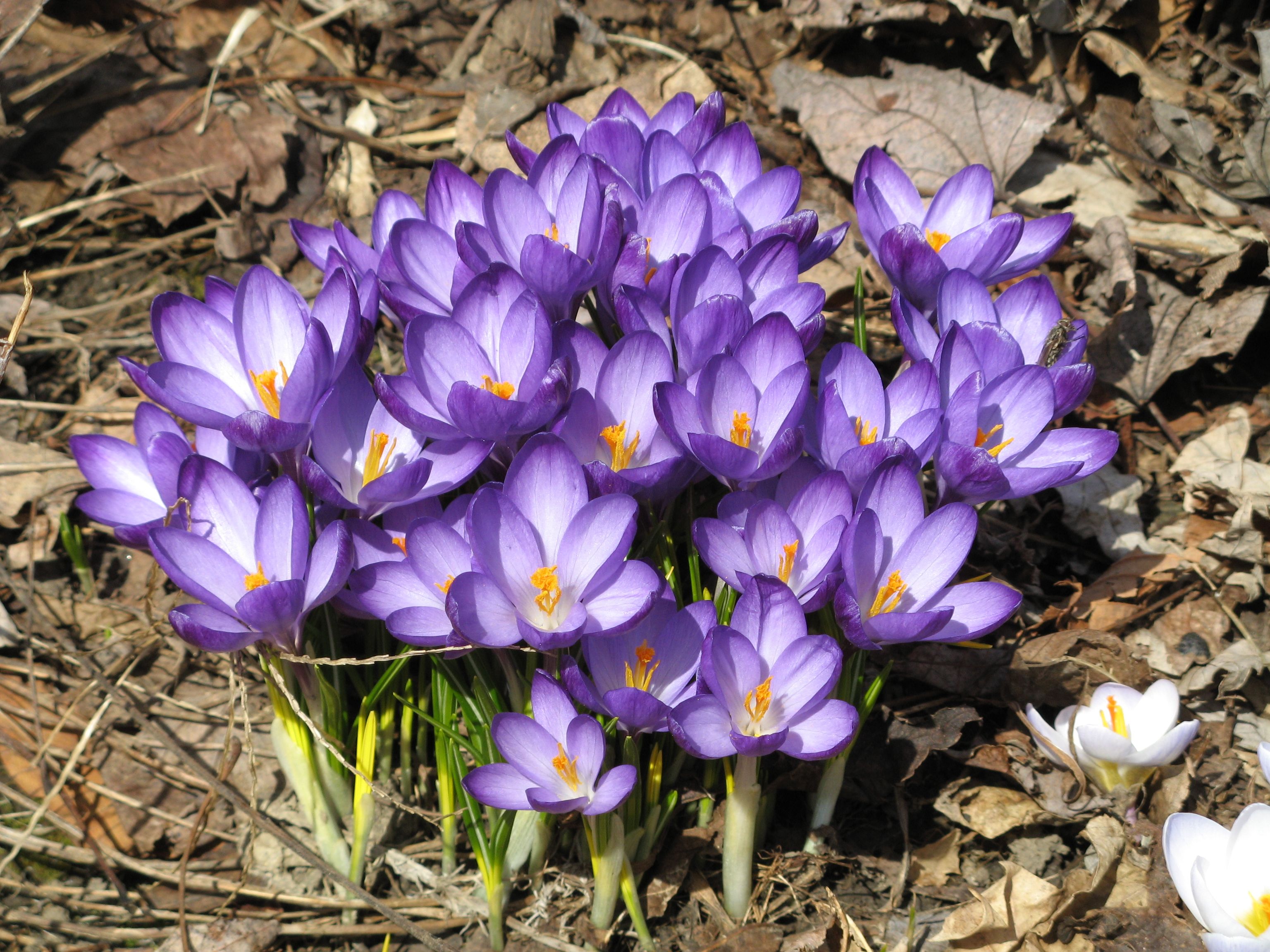 PurpleCrocus