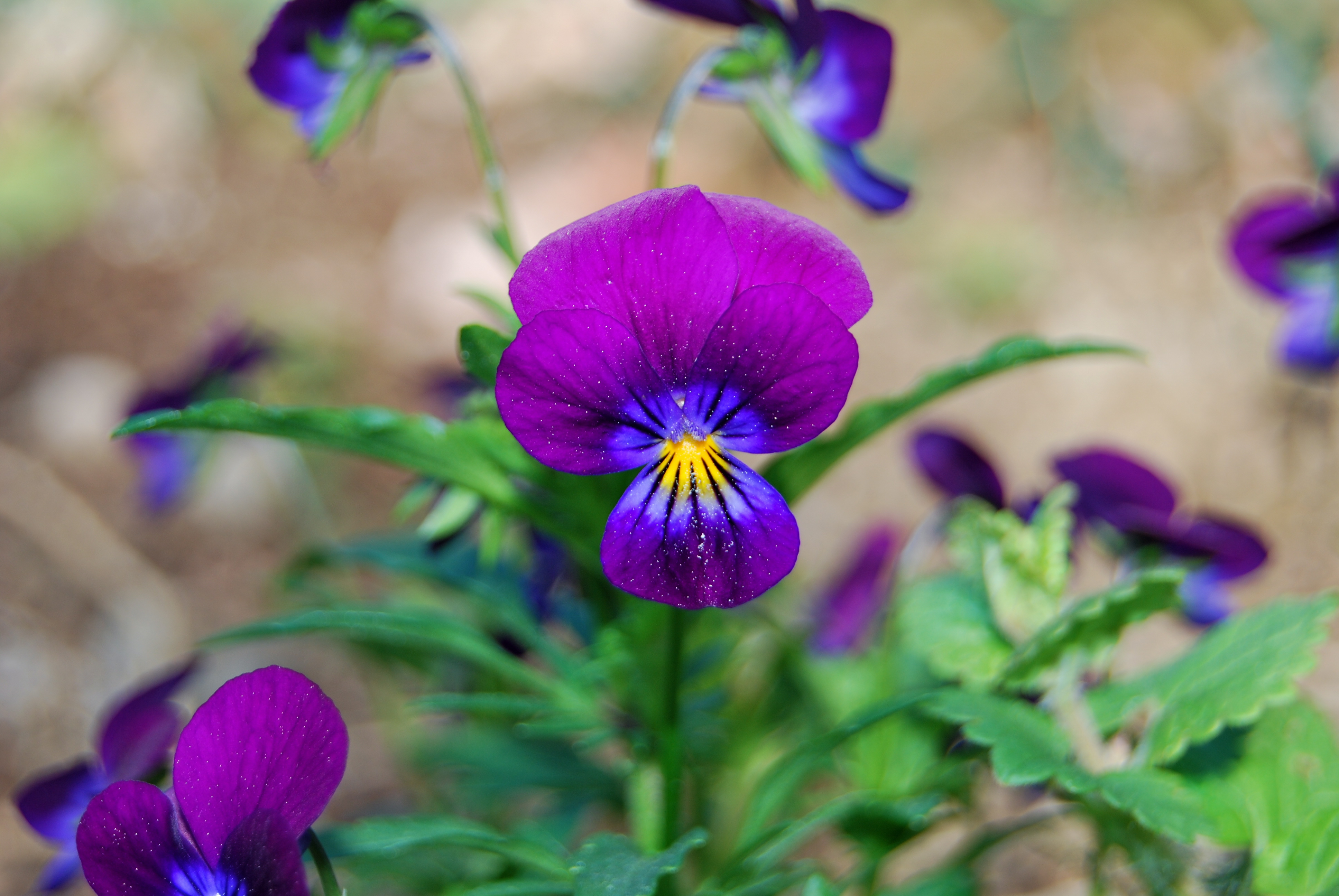 PurplePansie