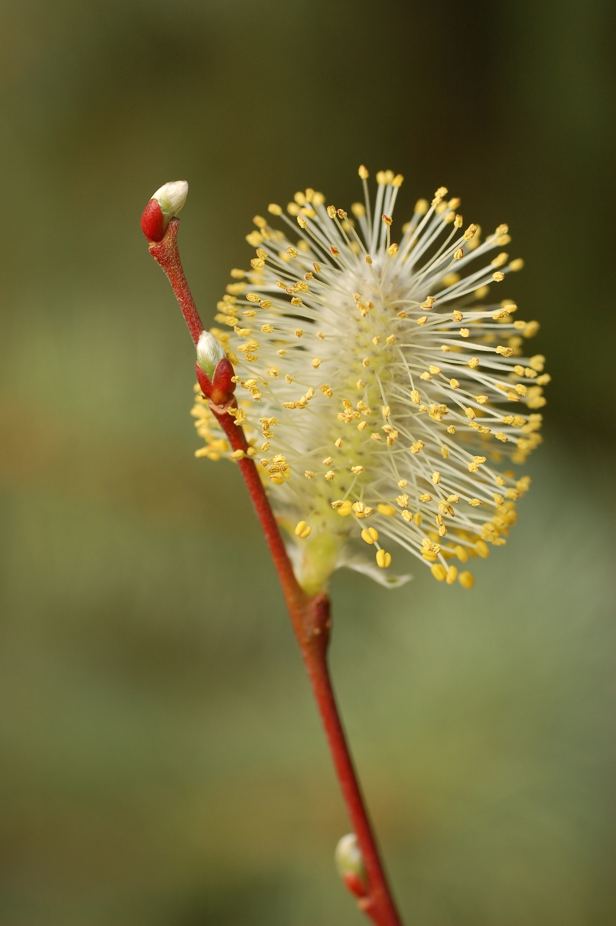 Pussy Willow Stem 2000px