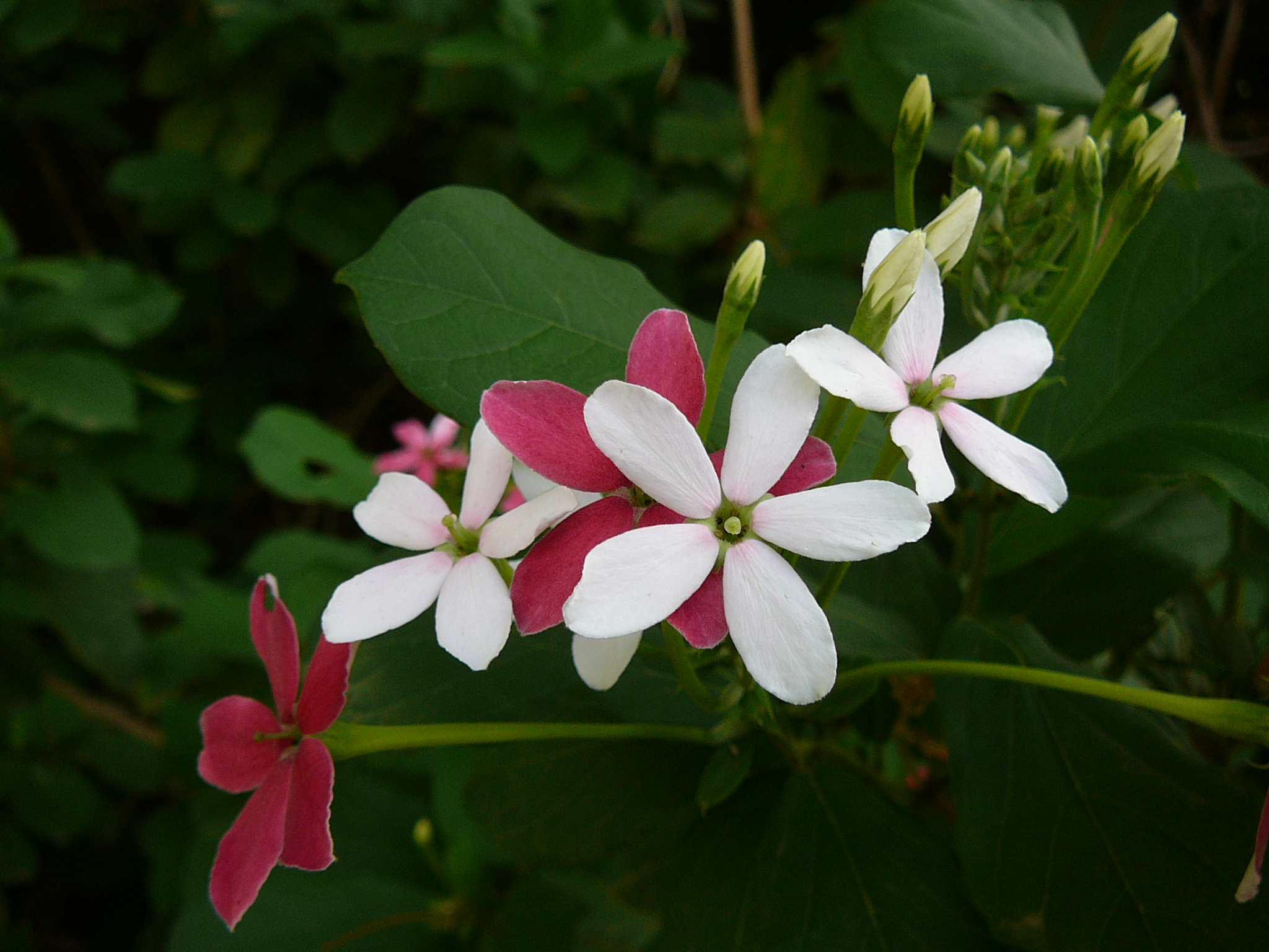 Quisqualis indica 0004