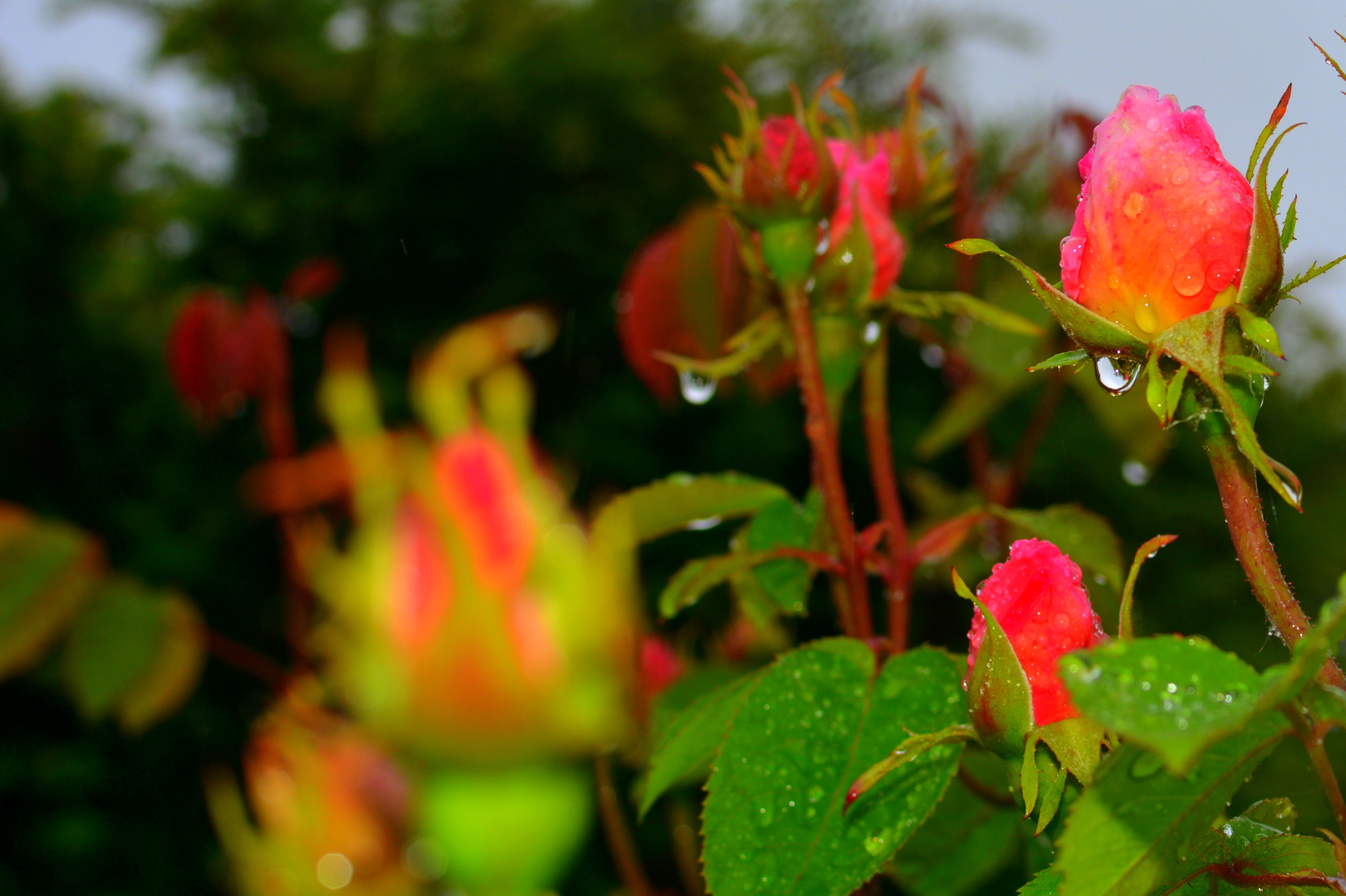 Raindrops on Roses