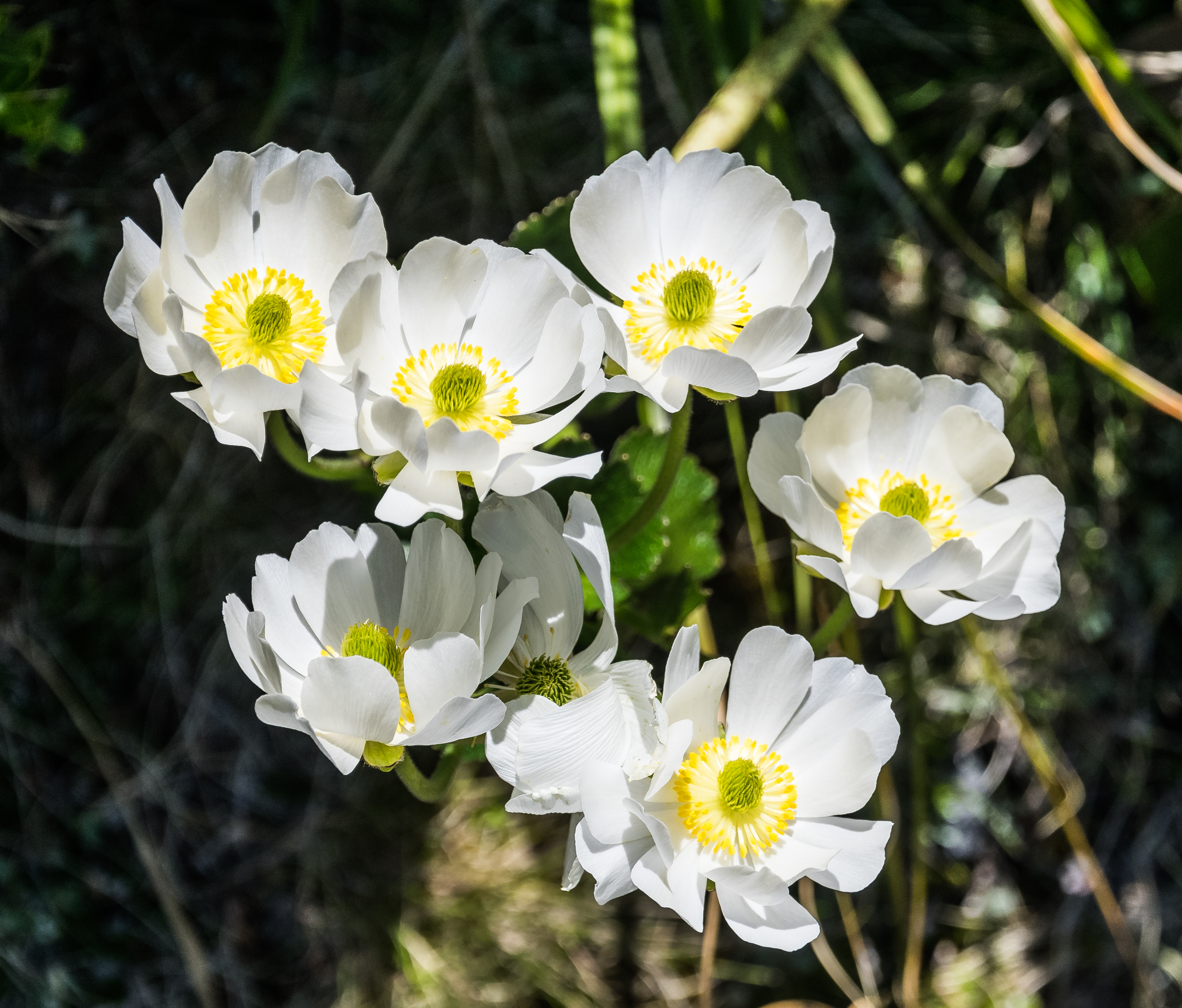 Ranunculus lyallii in Fiordland National Park 03