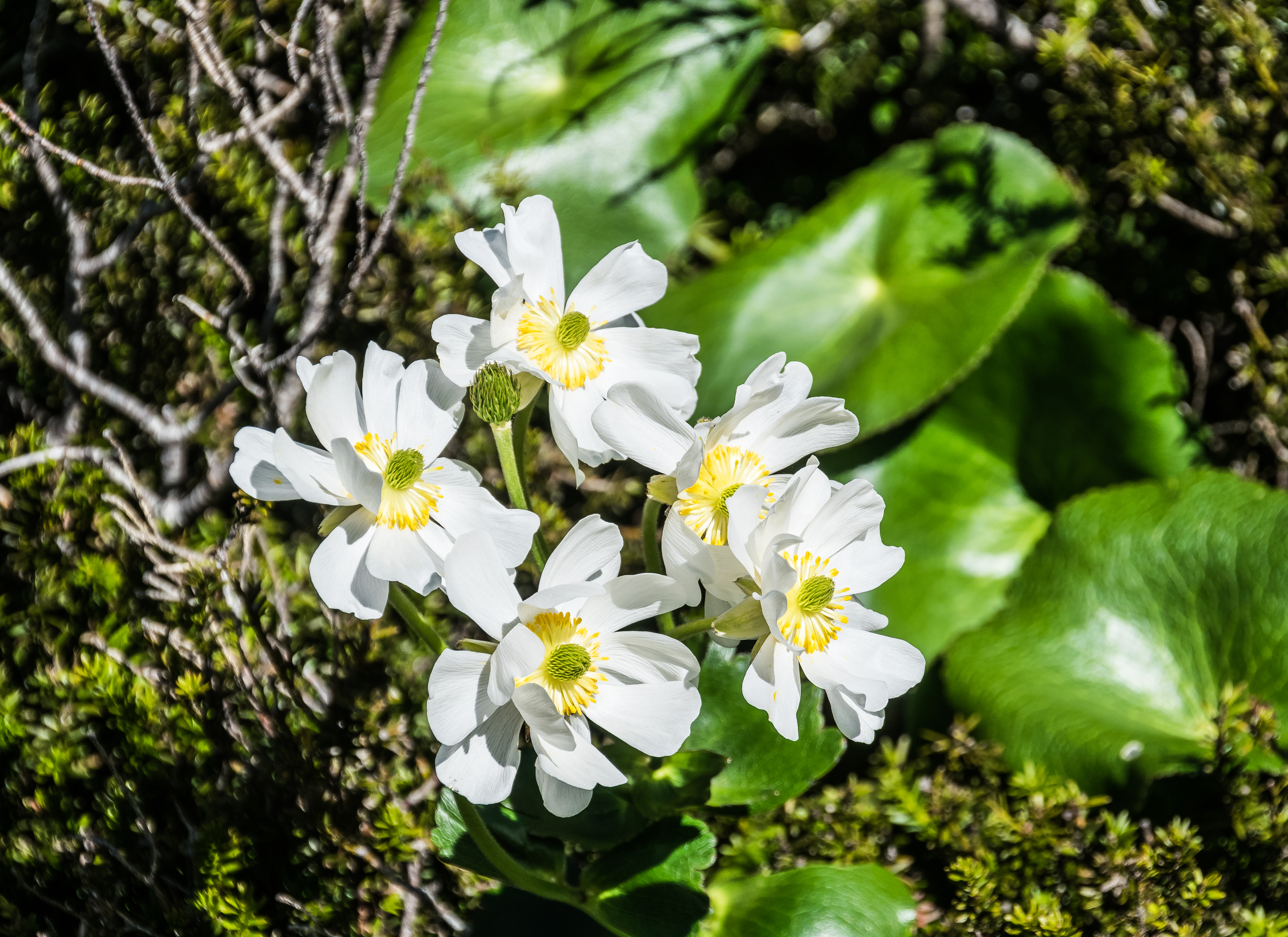 Ranunculus lyallii in Fiordland National Park 09