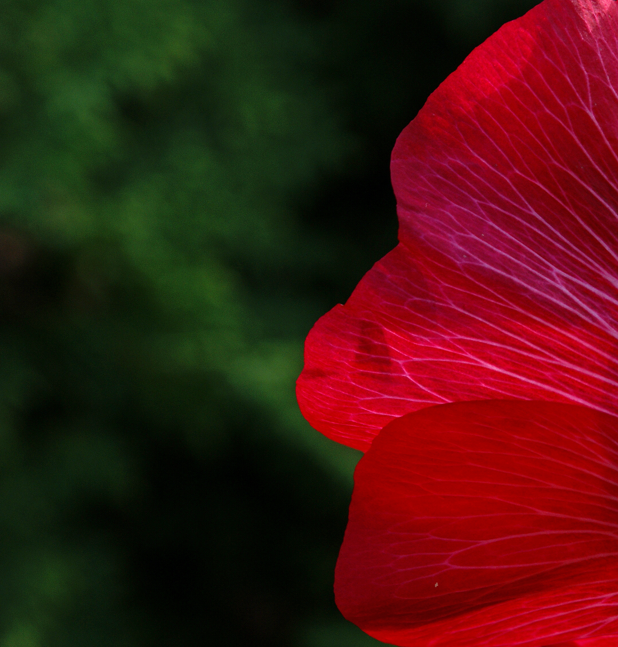Red (2817116785)