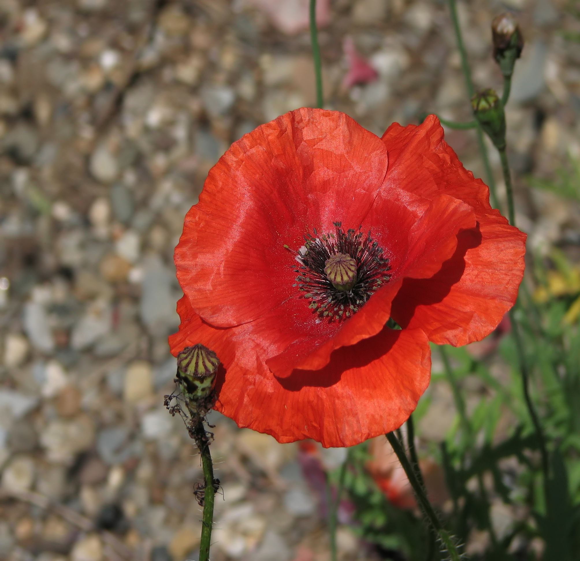 Red Poppy Papaver Flower Top 2008px