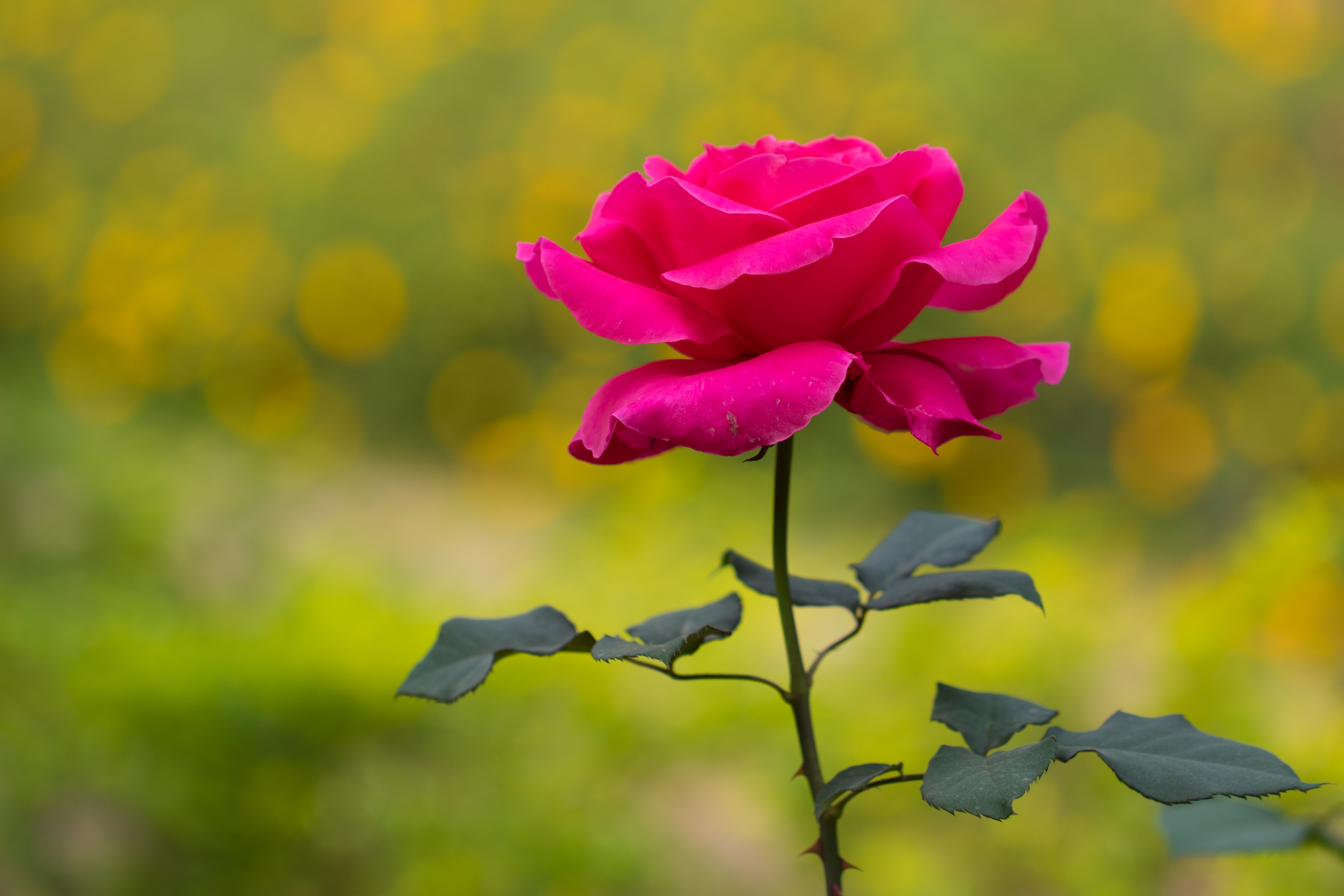 Red rose 09