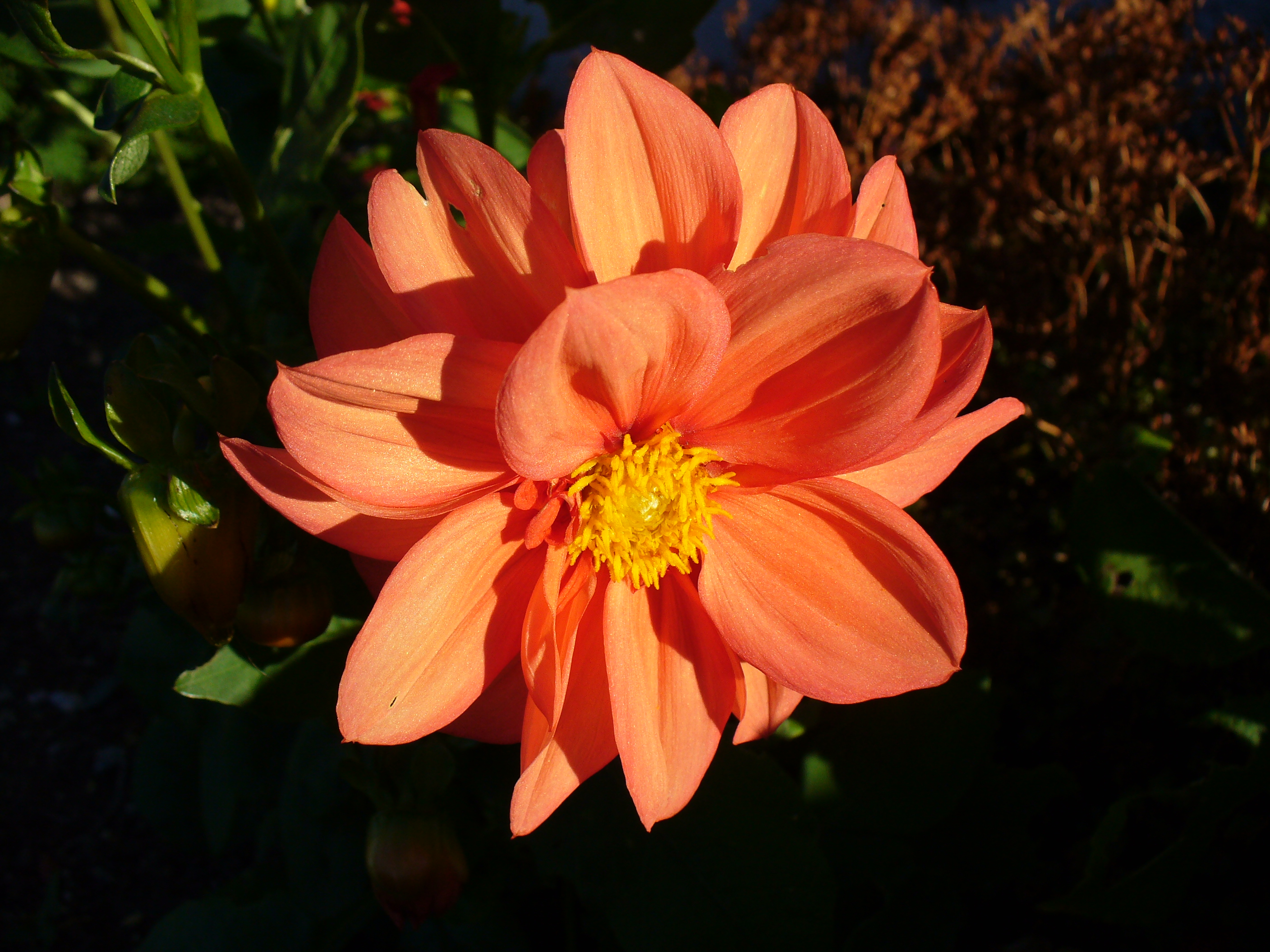 Redflower8